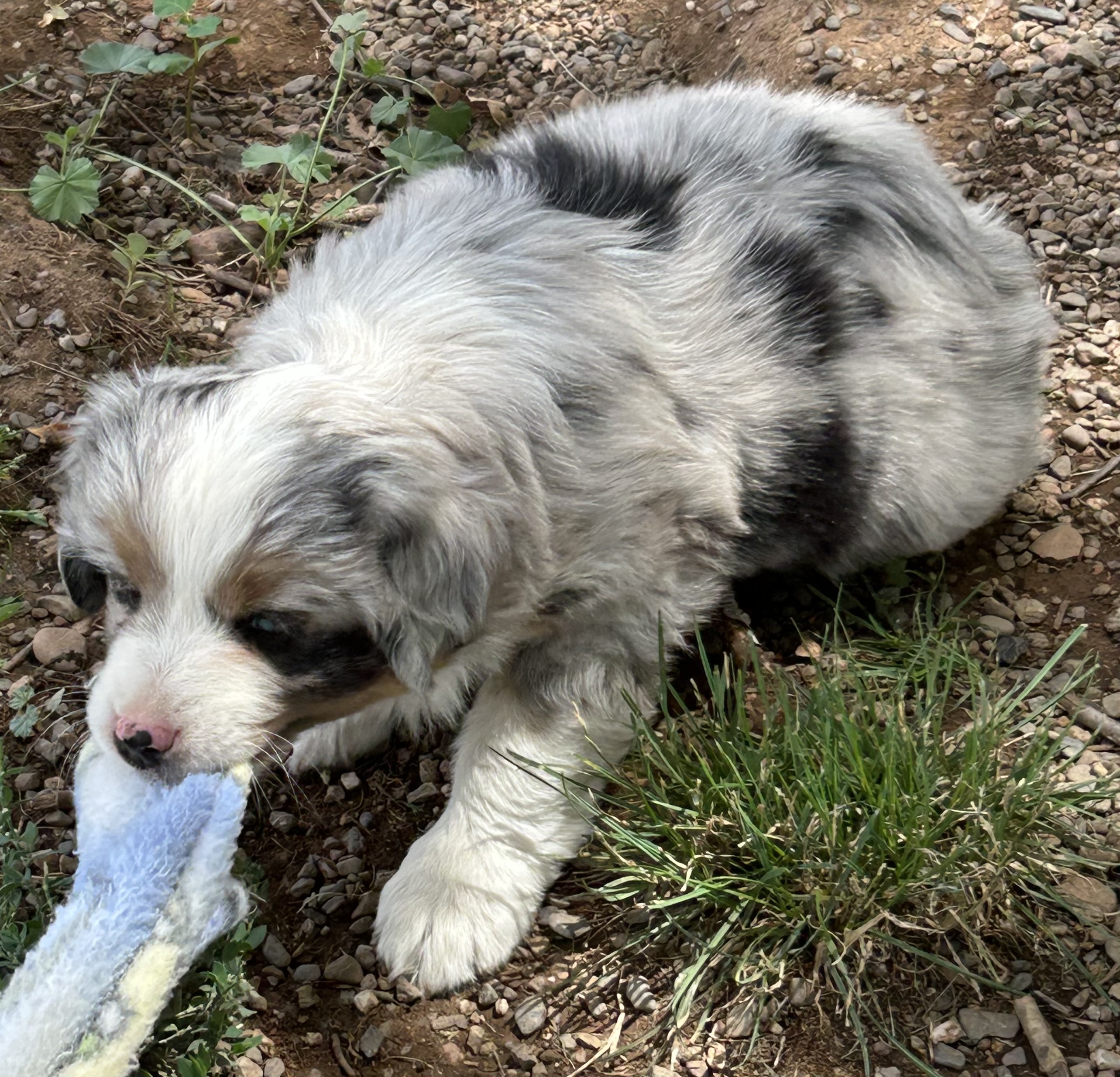 7 weeks