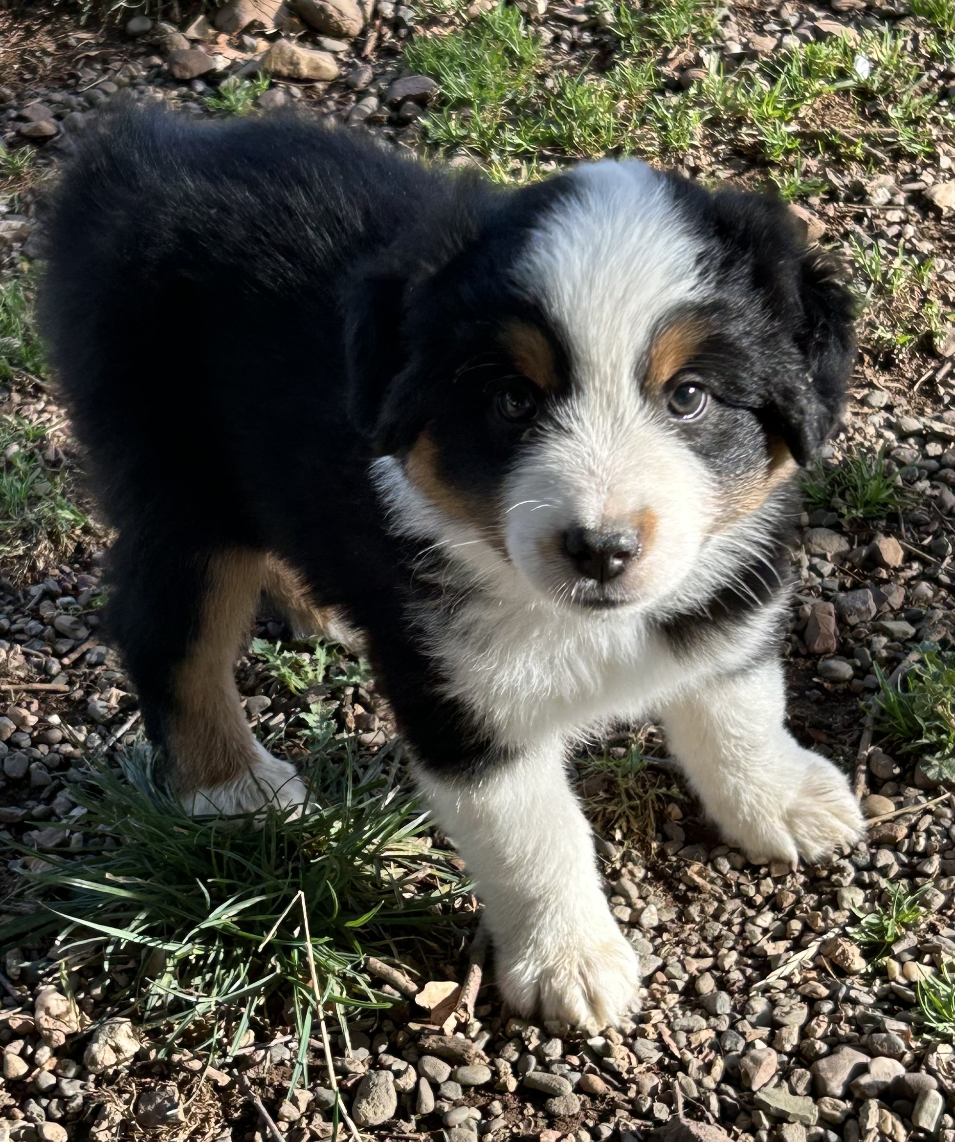 7 weeks