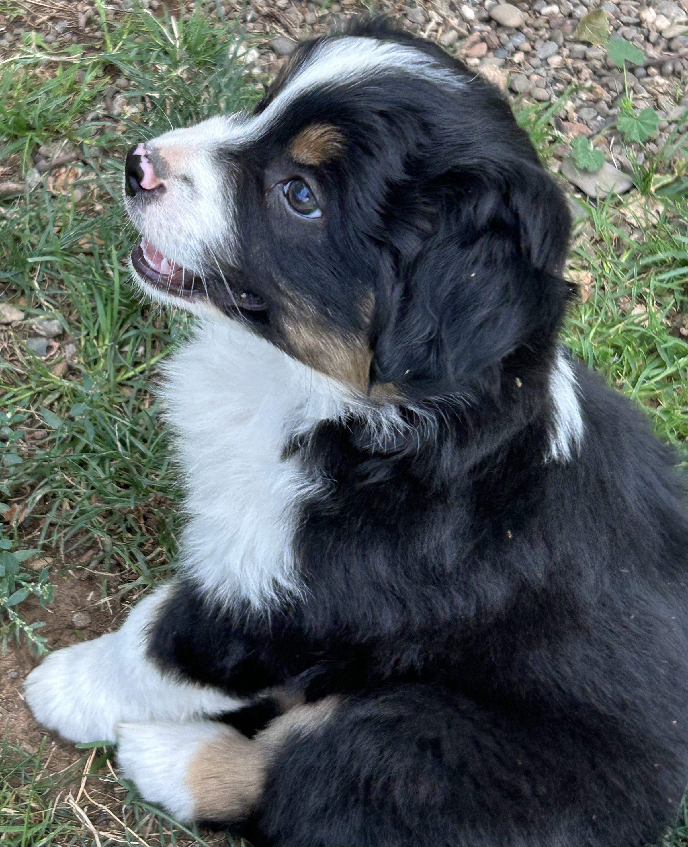 7 weeks