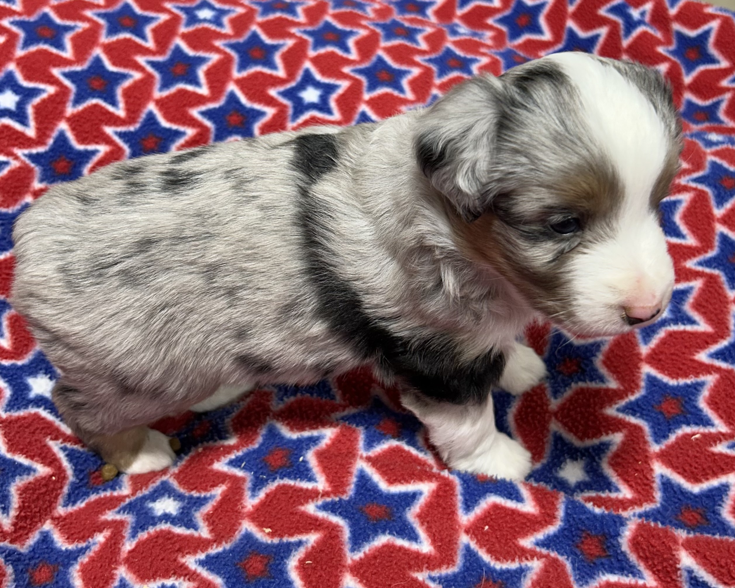 4 weeks old