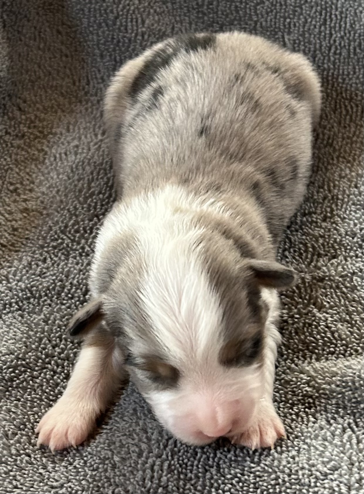 1 week old