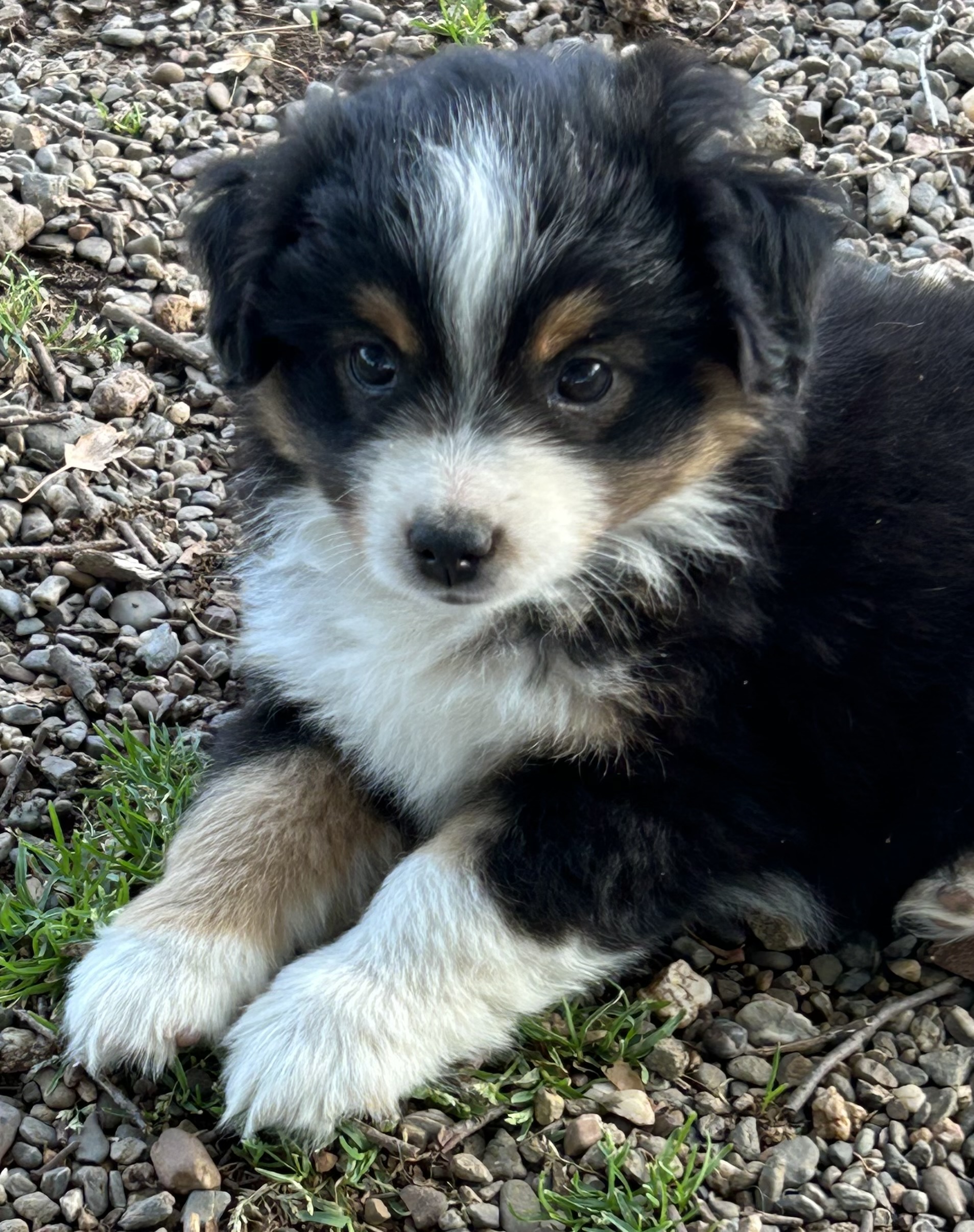 7 weeks