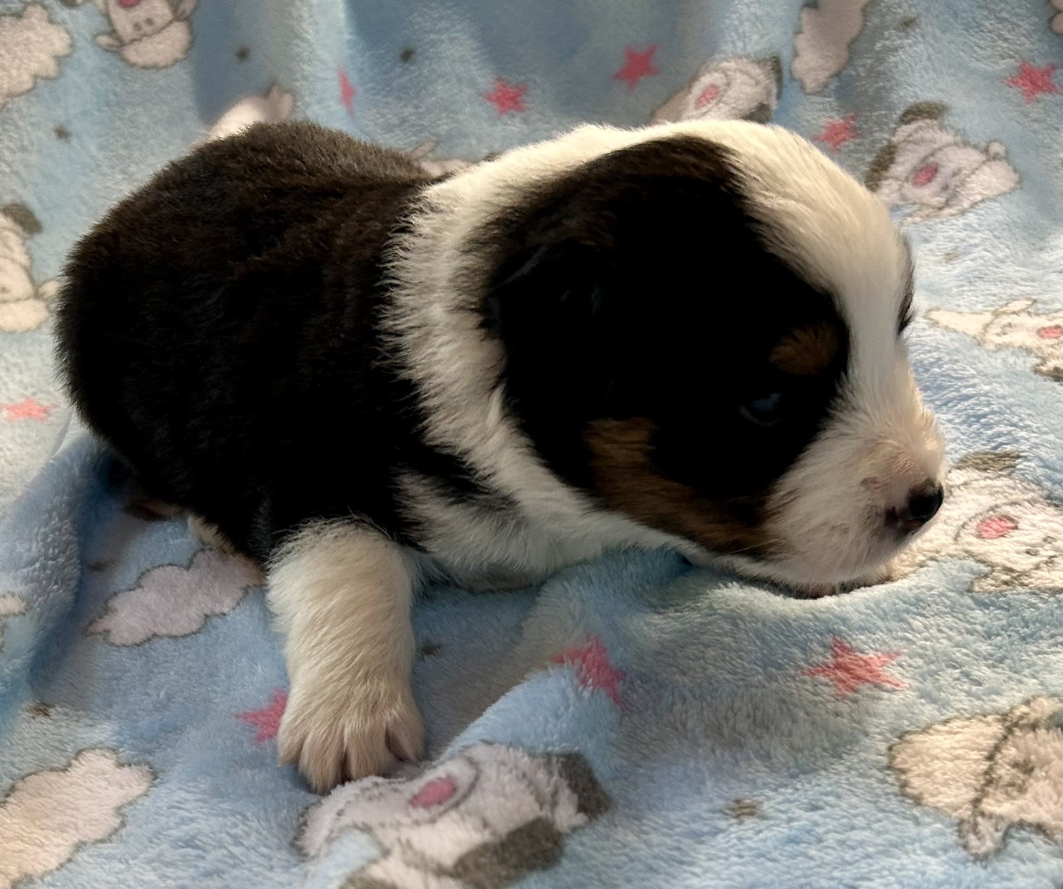 3 weeks old