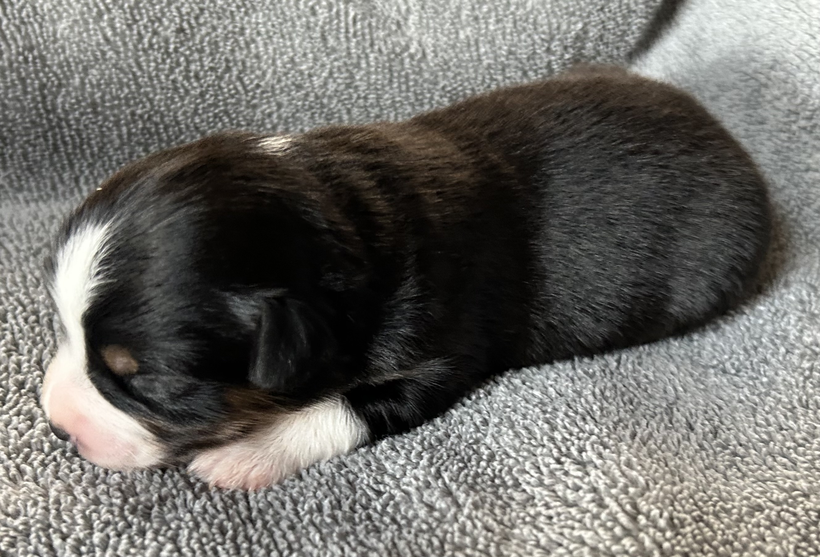 1 week old
