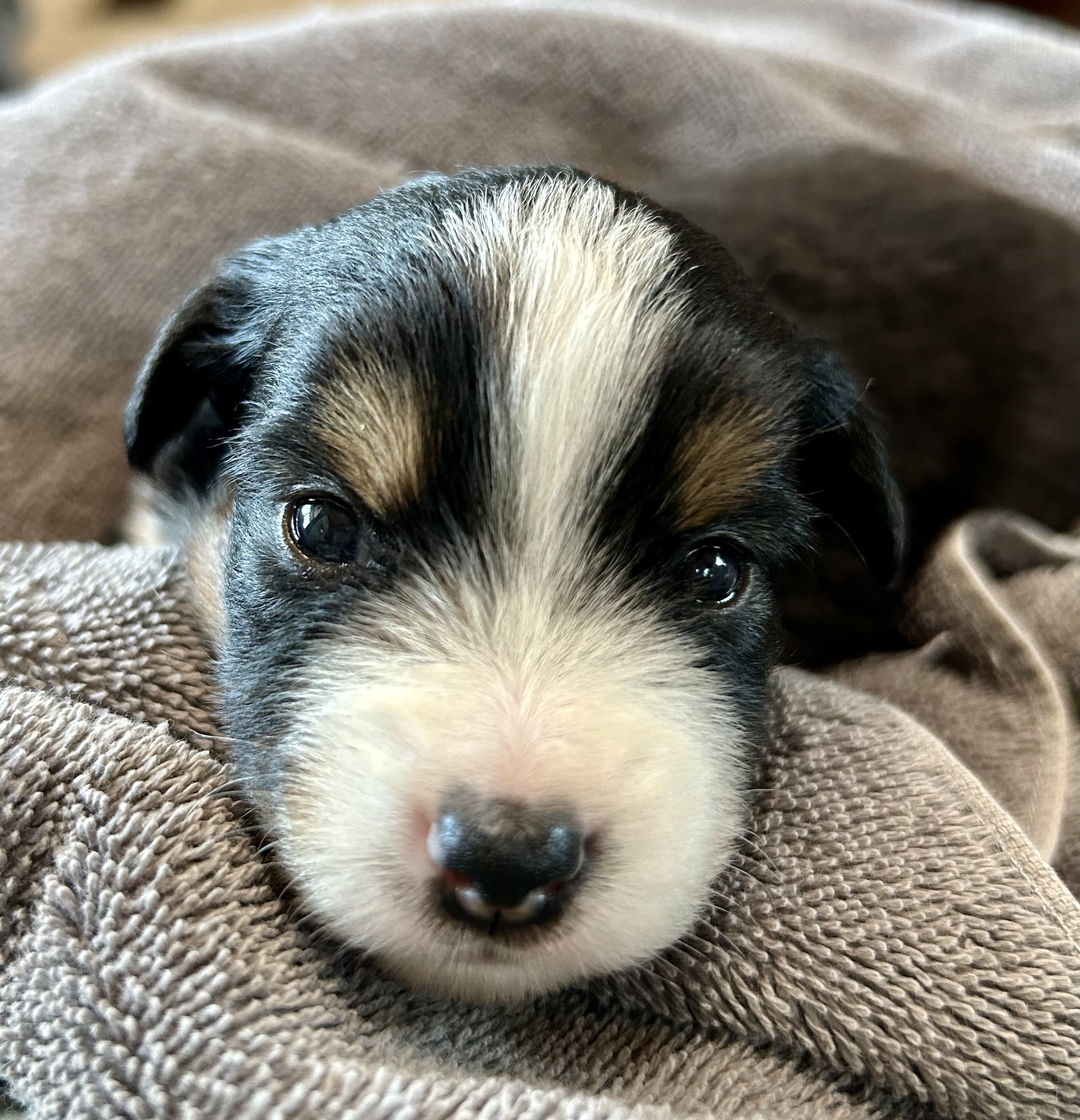 3 weeks old