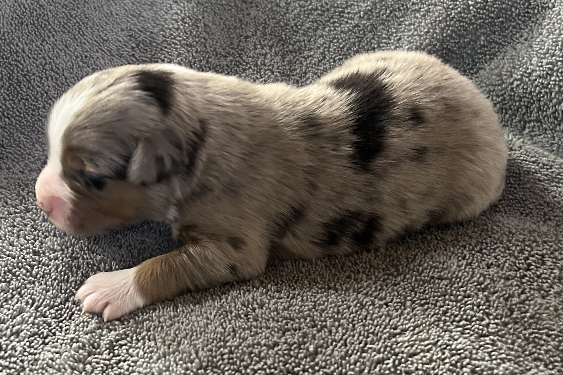 1 week old