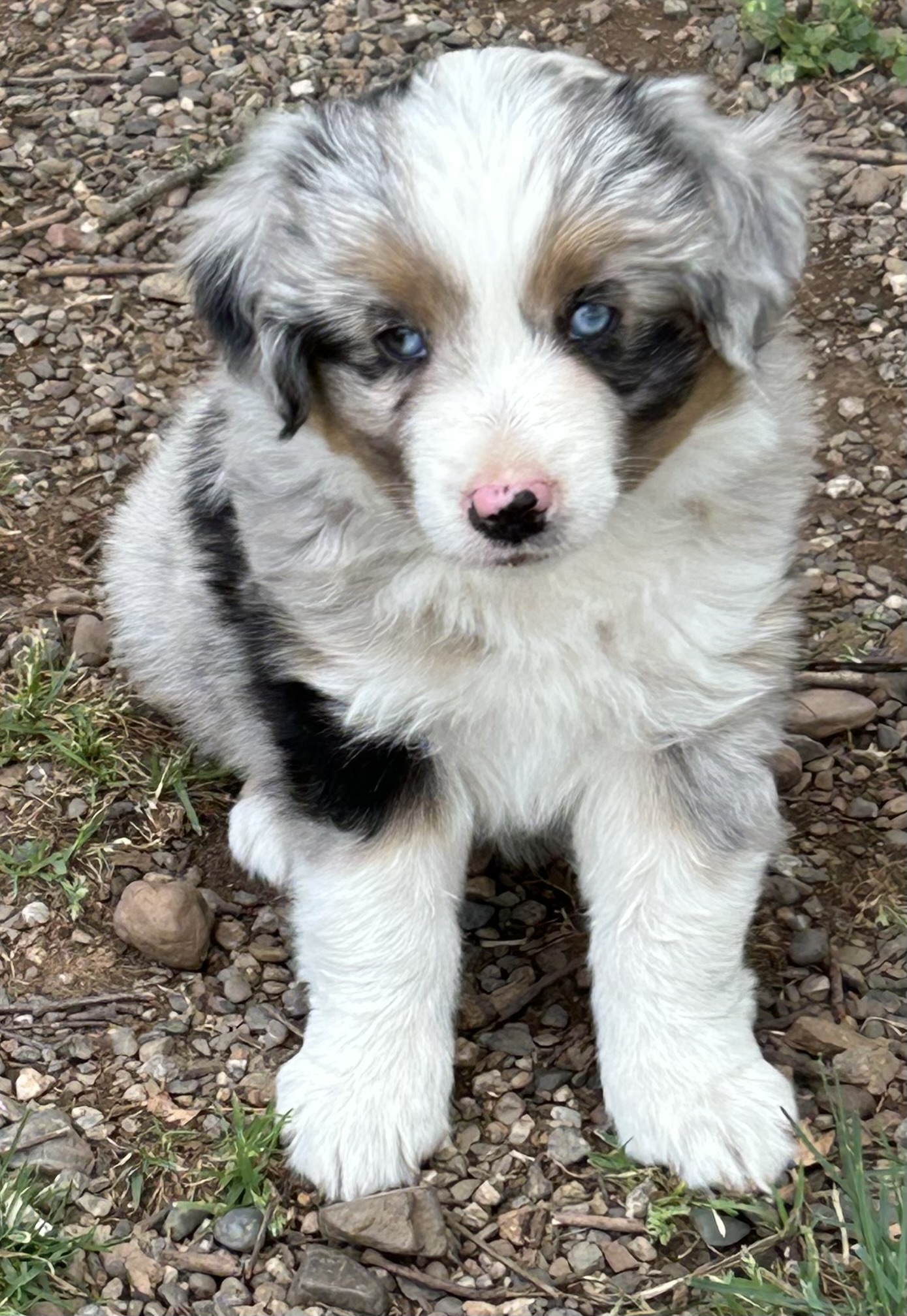 7 weeks
