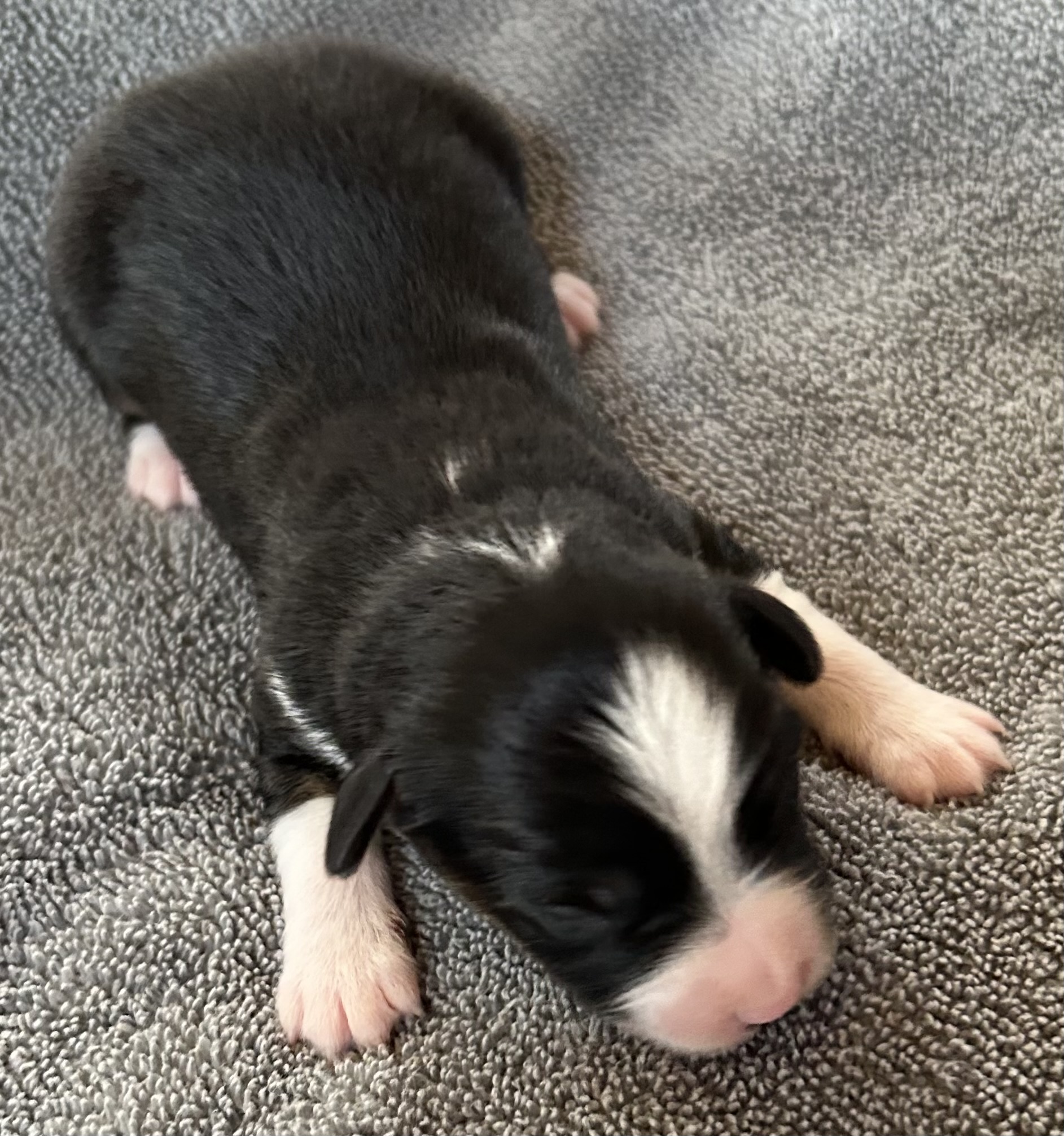 1 week old