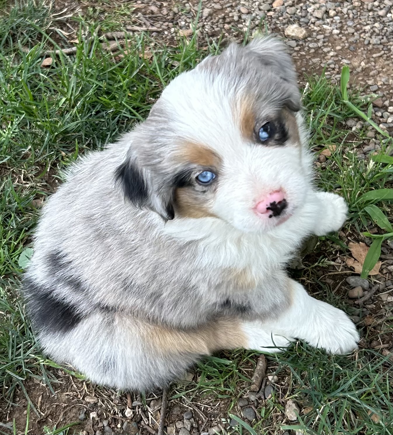 7 weeks