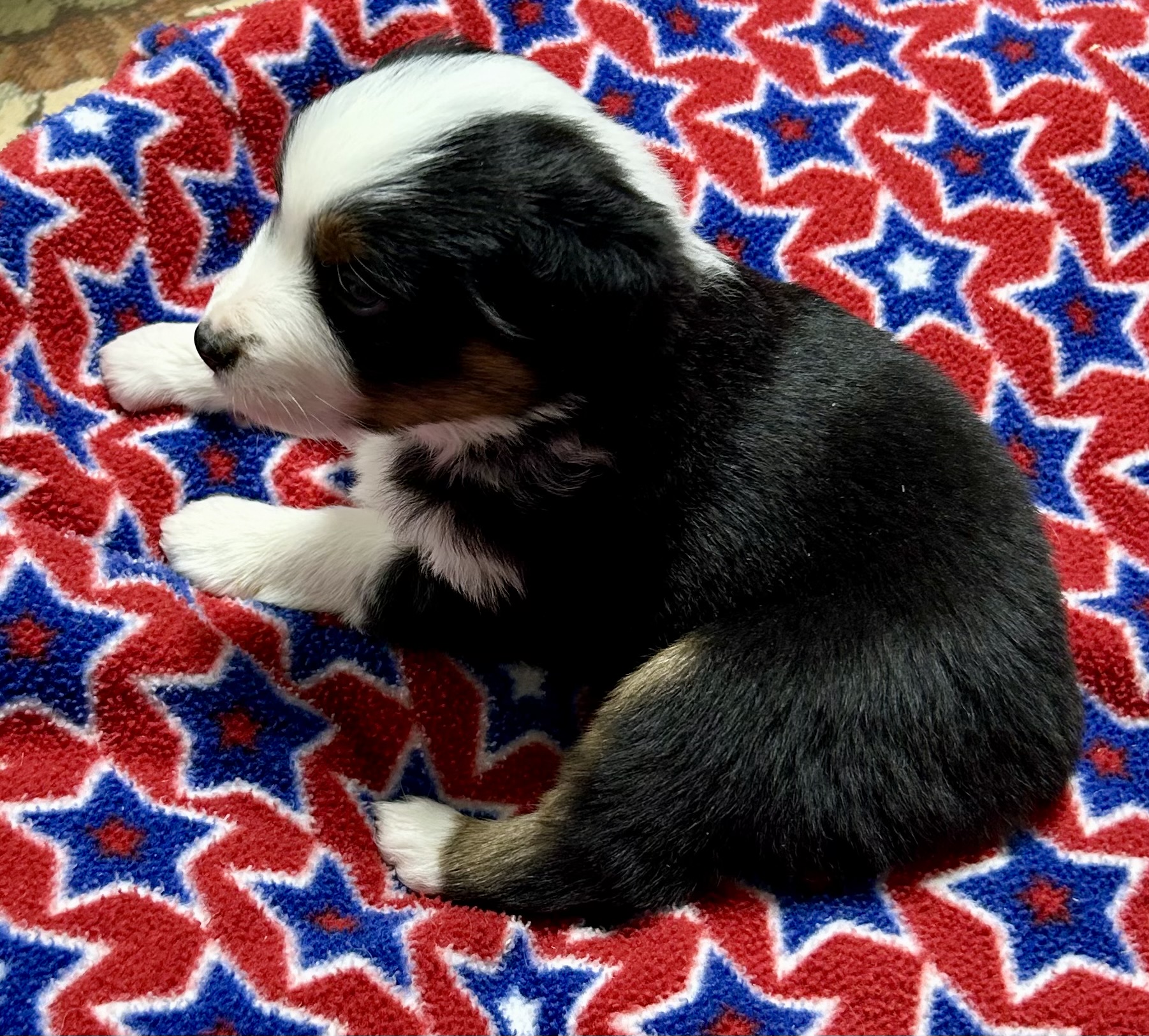4 weeks old