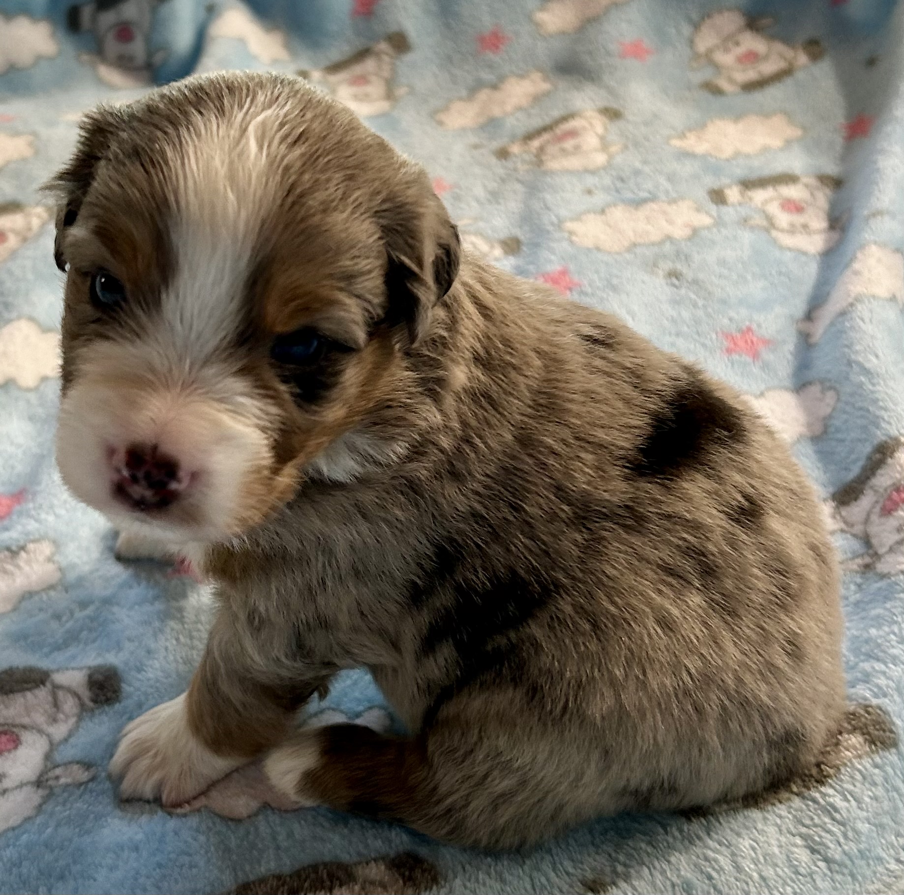 3 weeks old