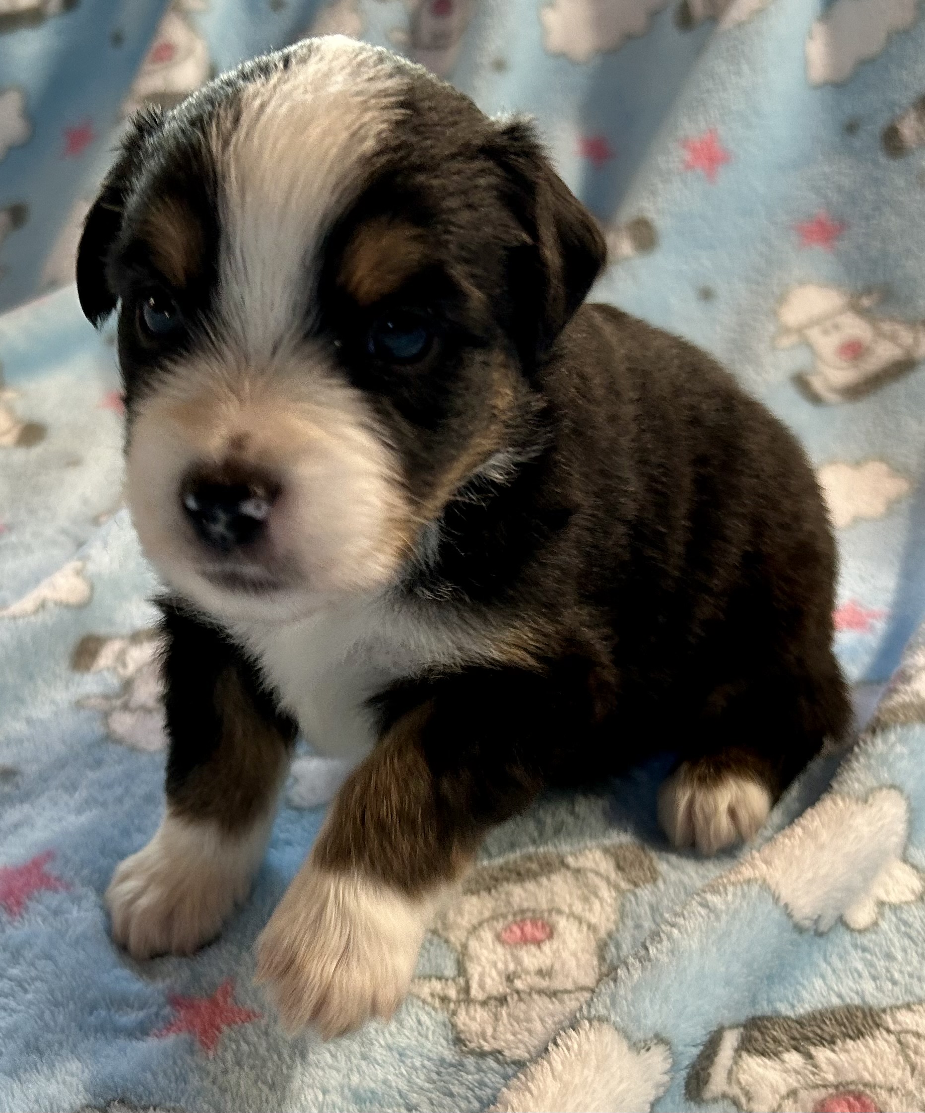 3 weeks old
