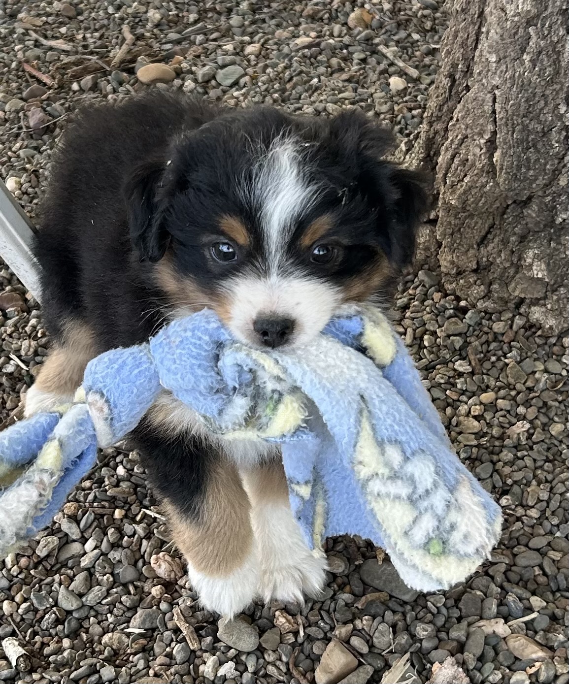 7 weeks
