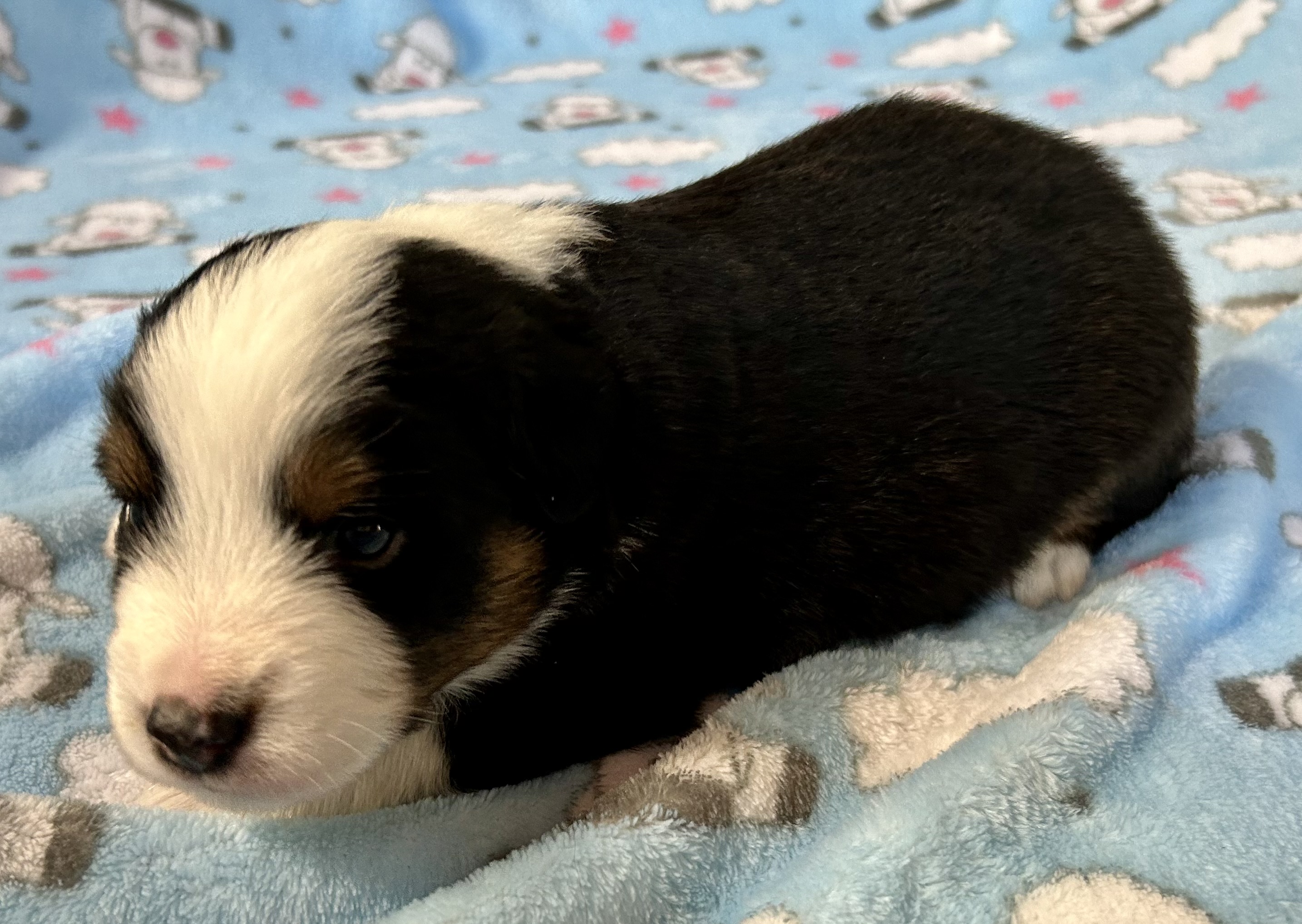 3 weeks old