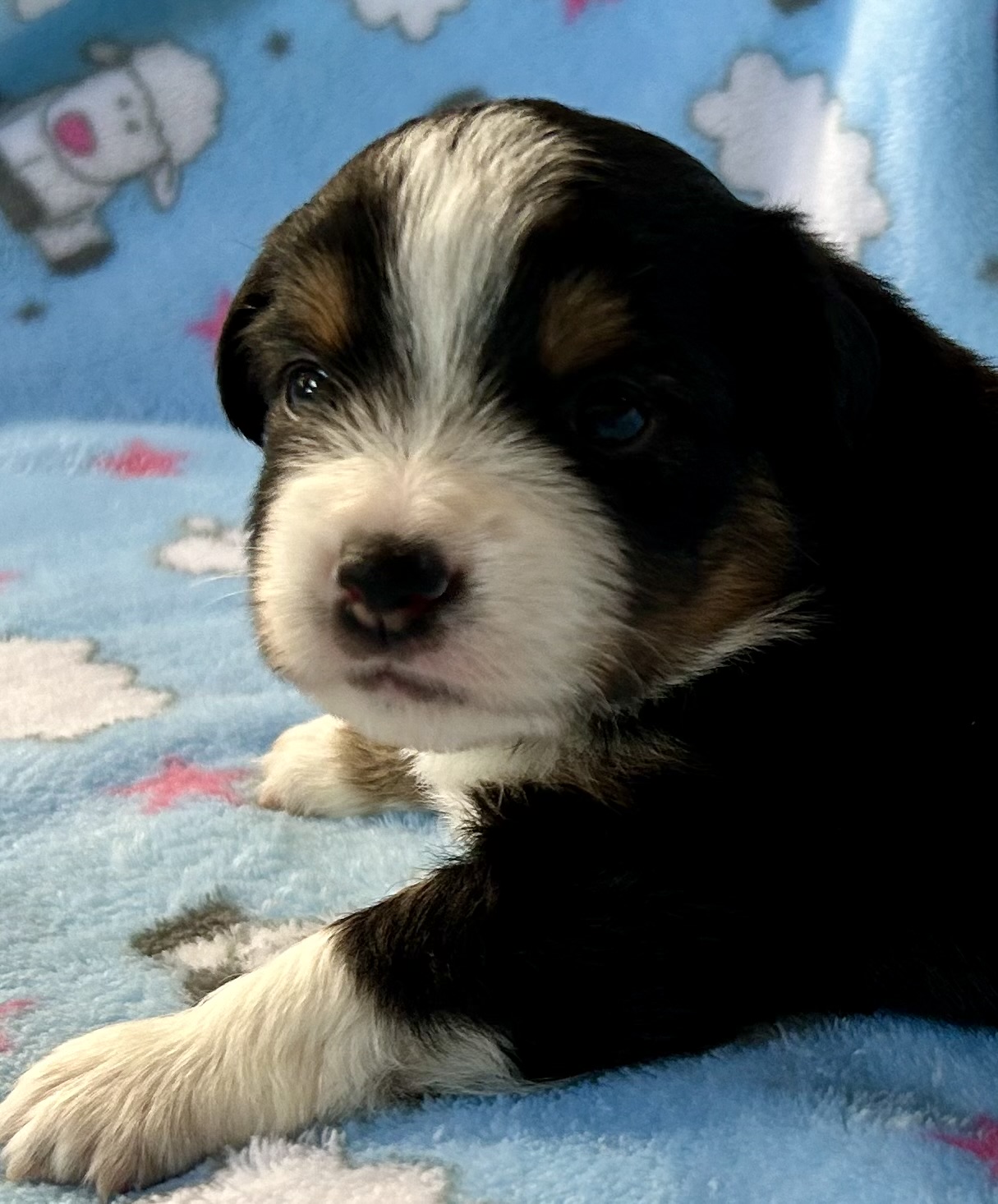 3 weeks old