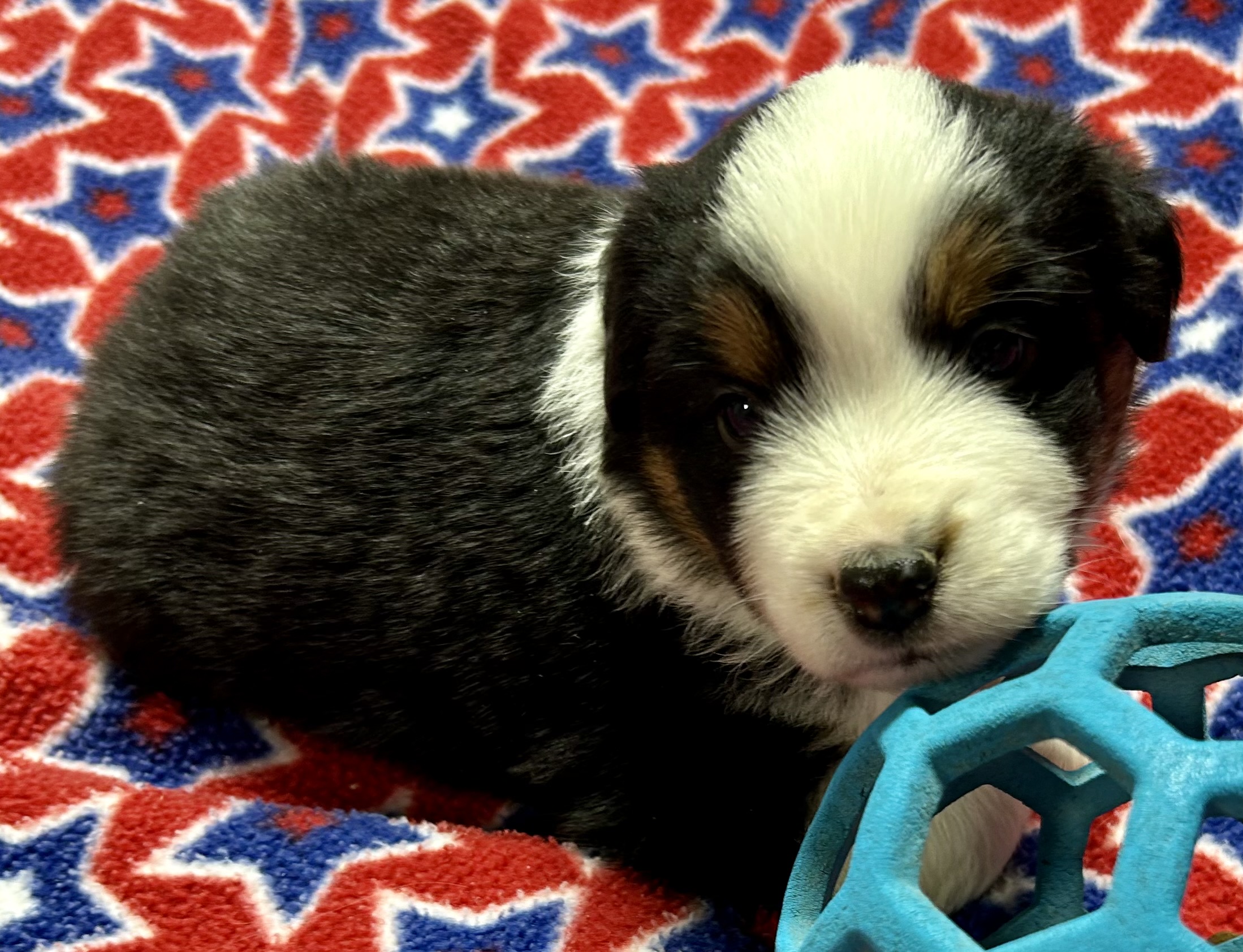4 weeks old