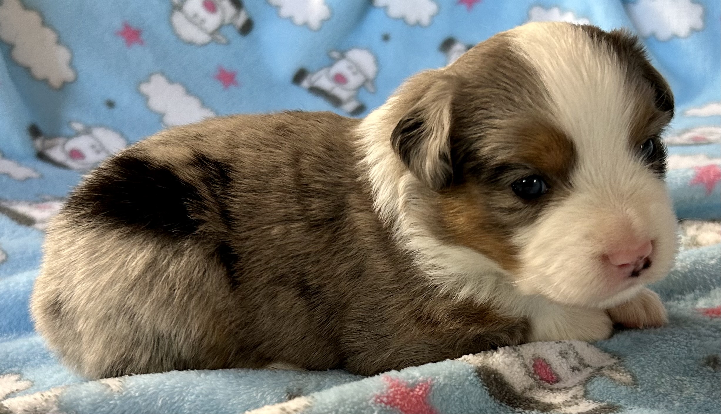 3 weeks old