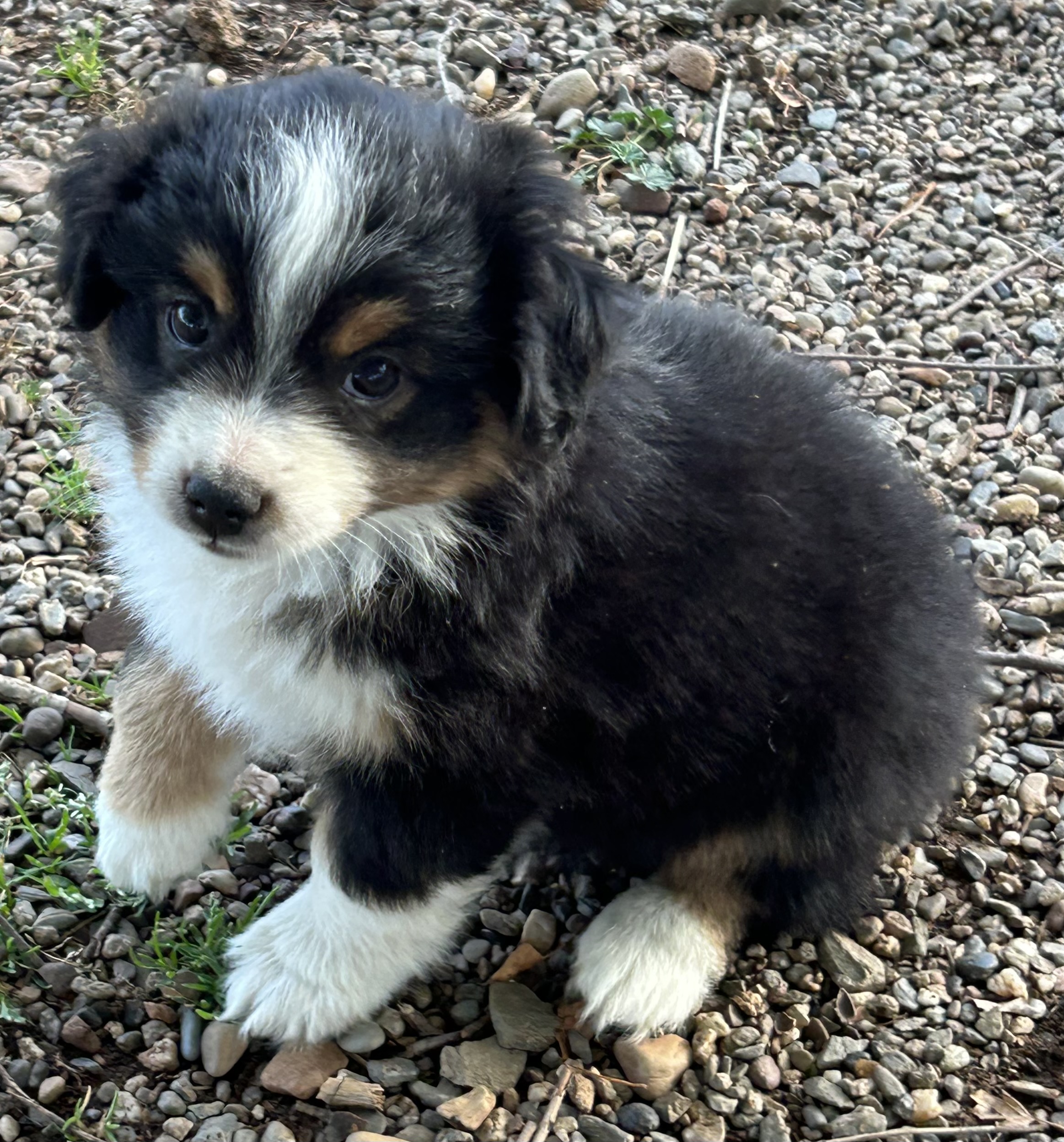 7 weeks