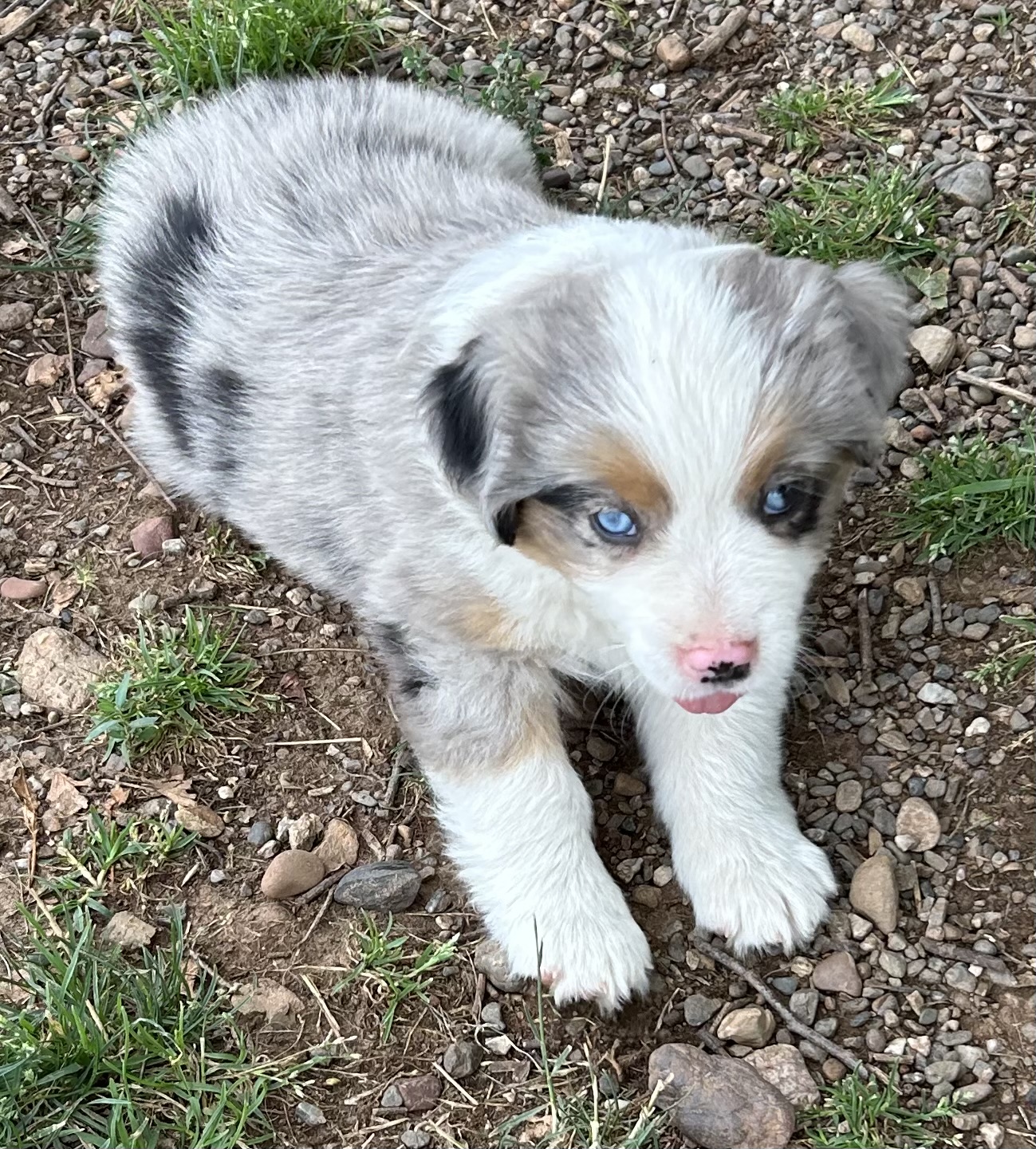 7 weeks