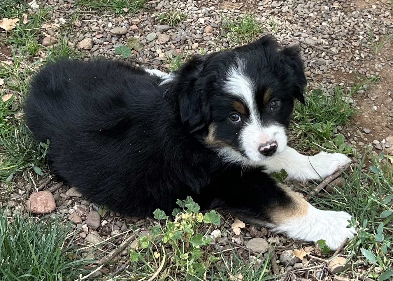 7 weeks