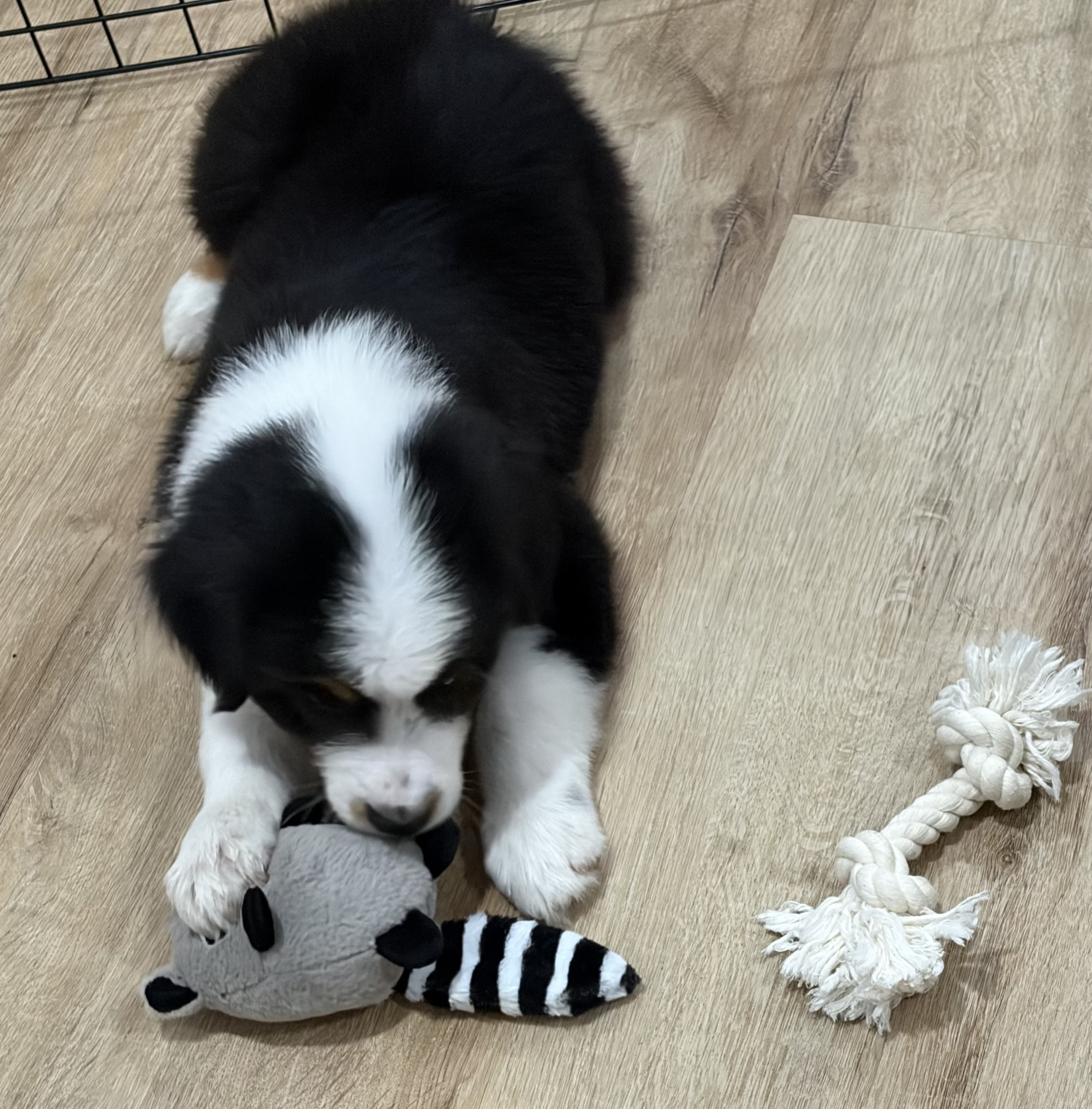 Playtime!