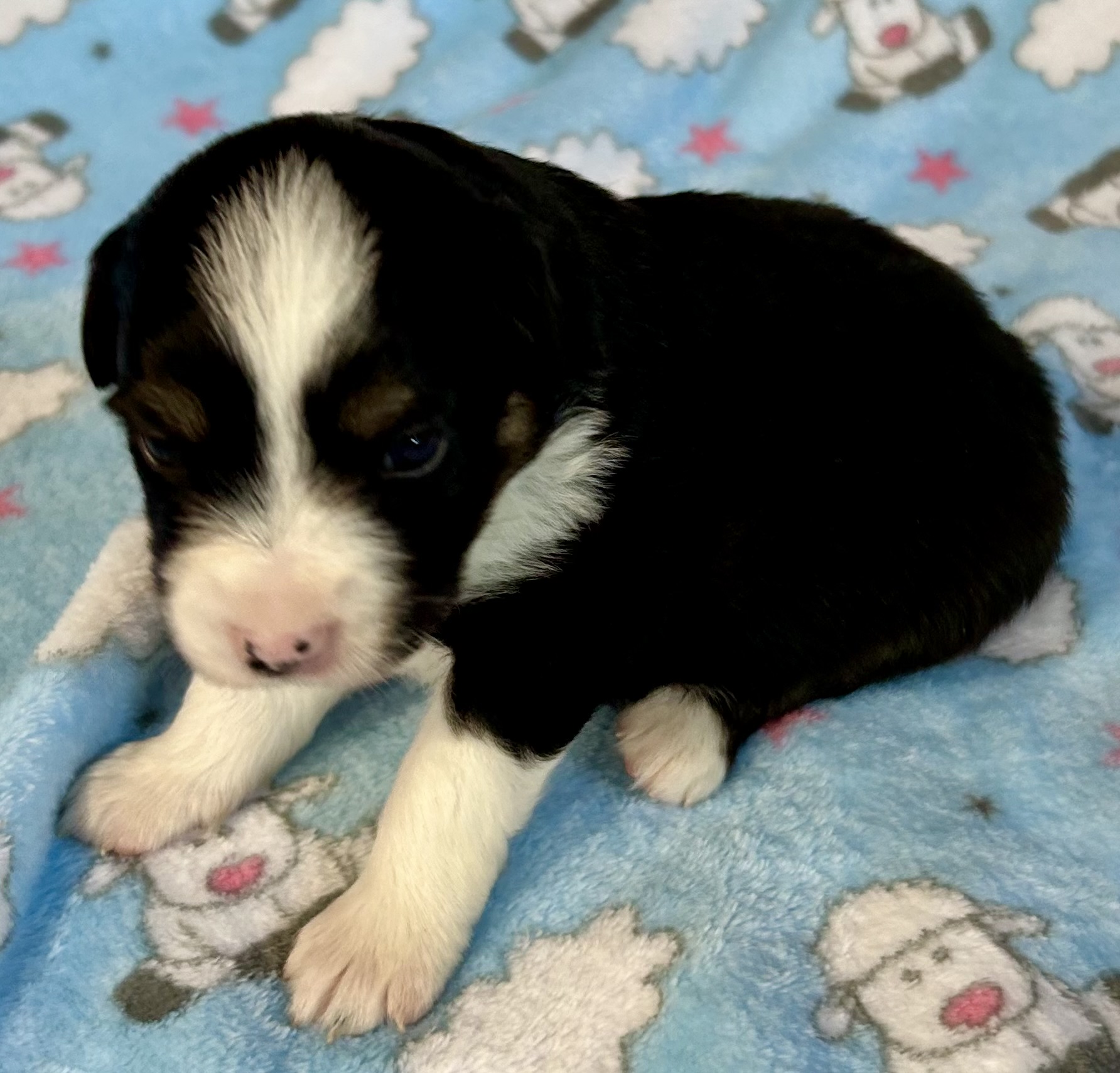 3 weeks old