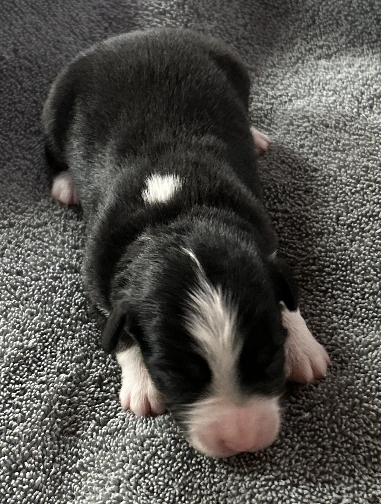 1 week old
