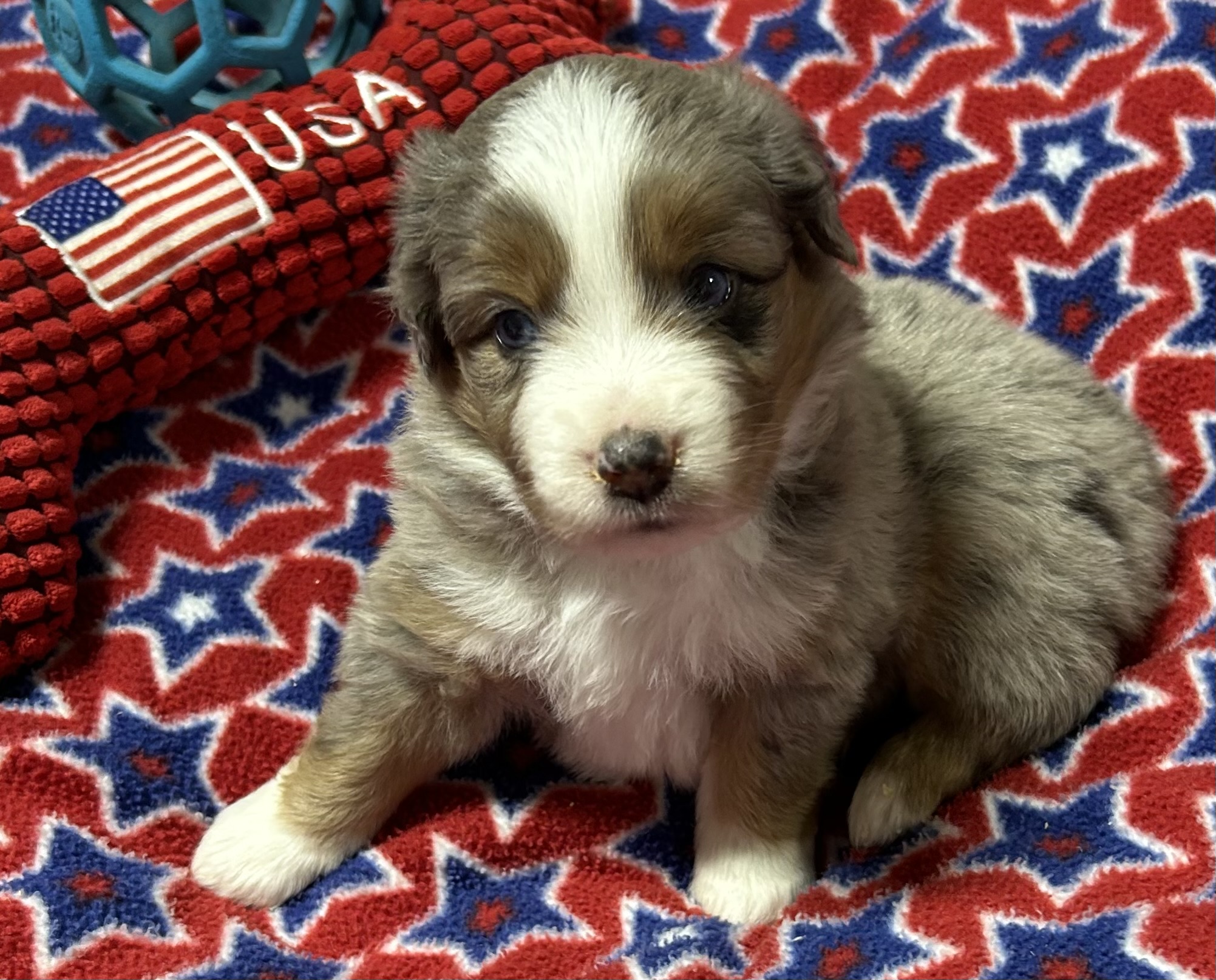 4 weeks old