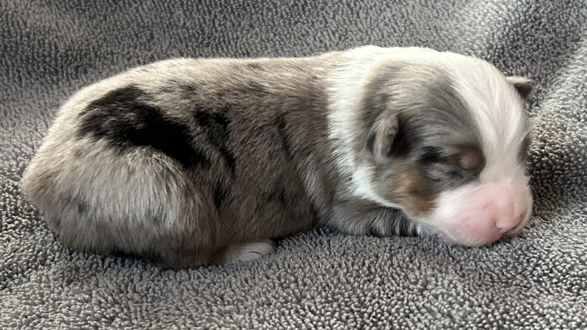 1 week old