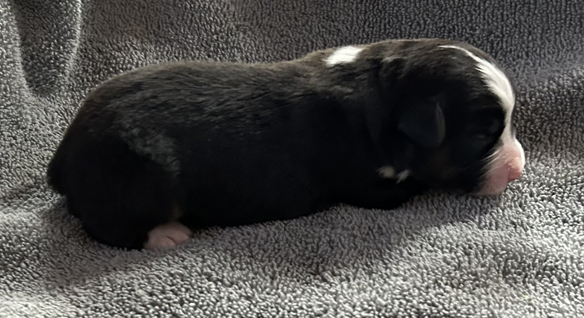 1 week old