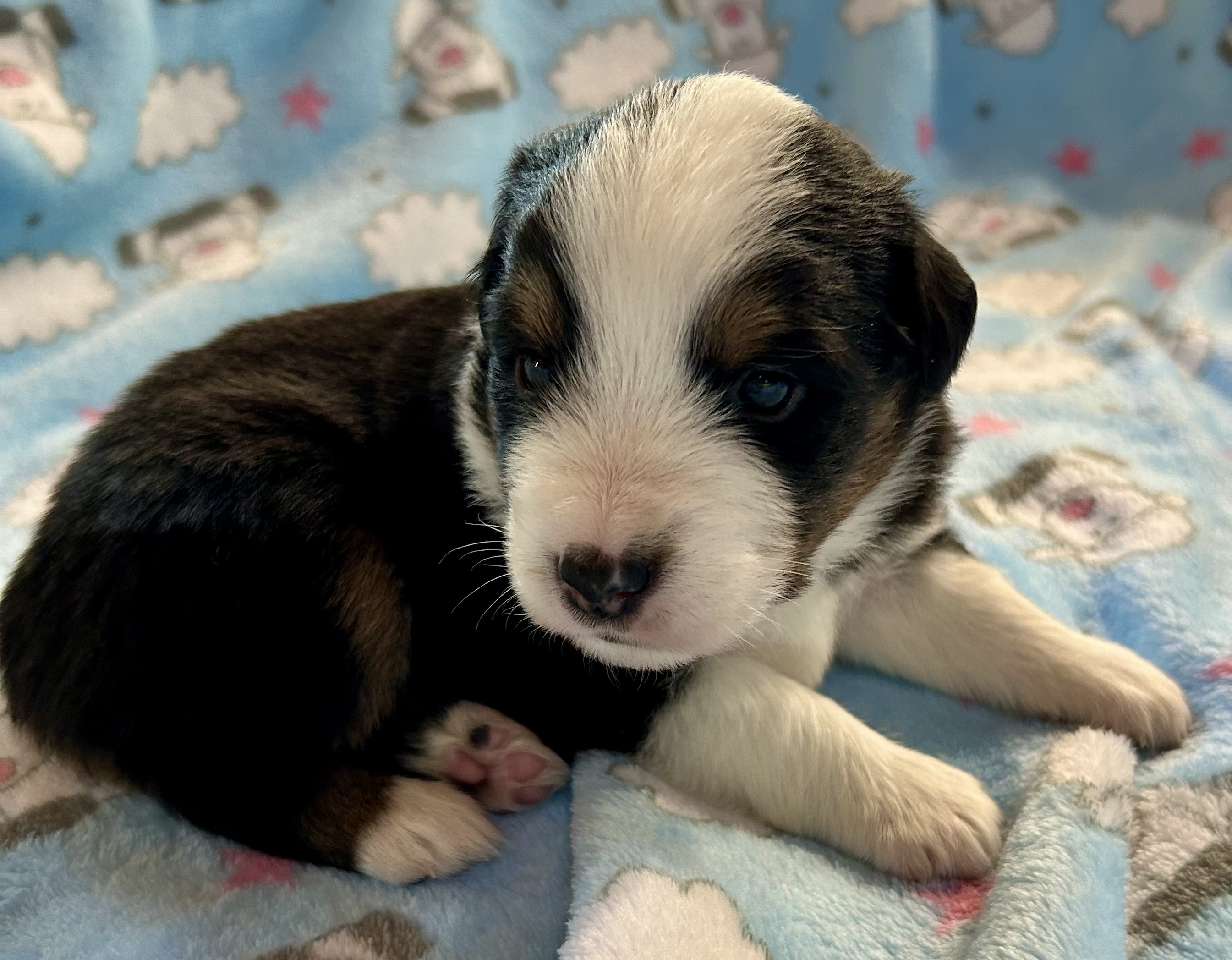 3 weeks old