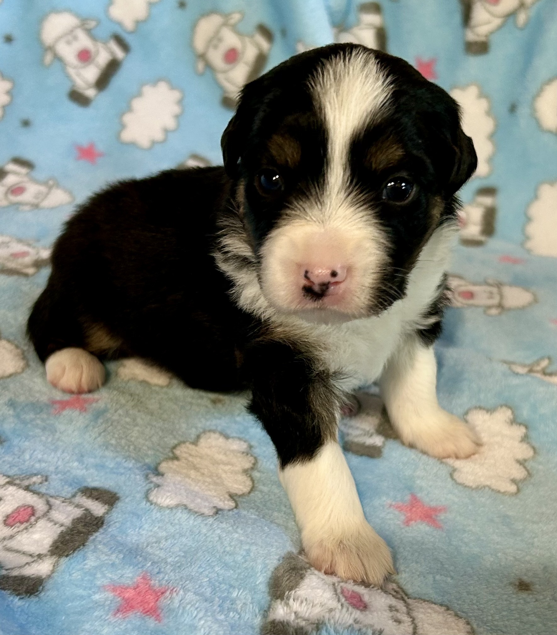 3 weeks old