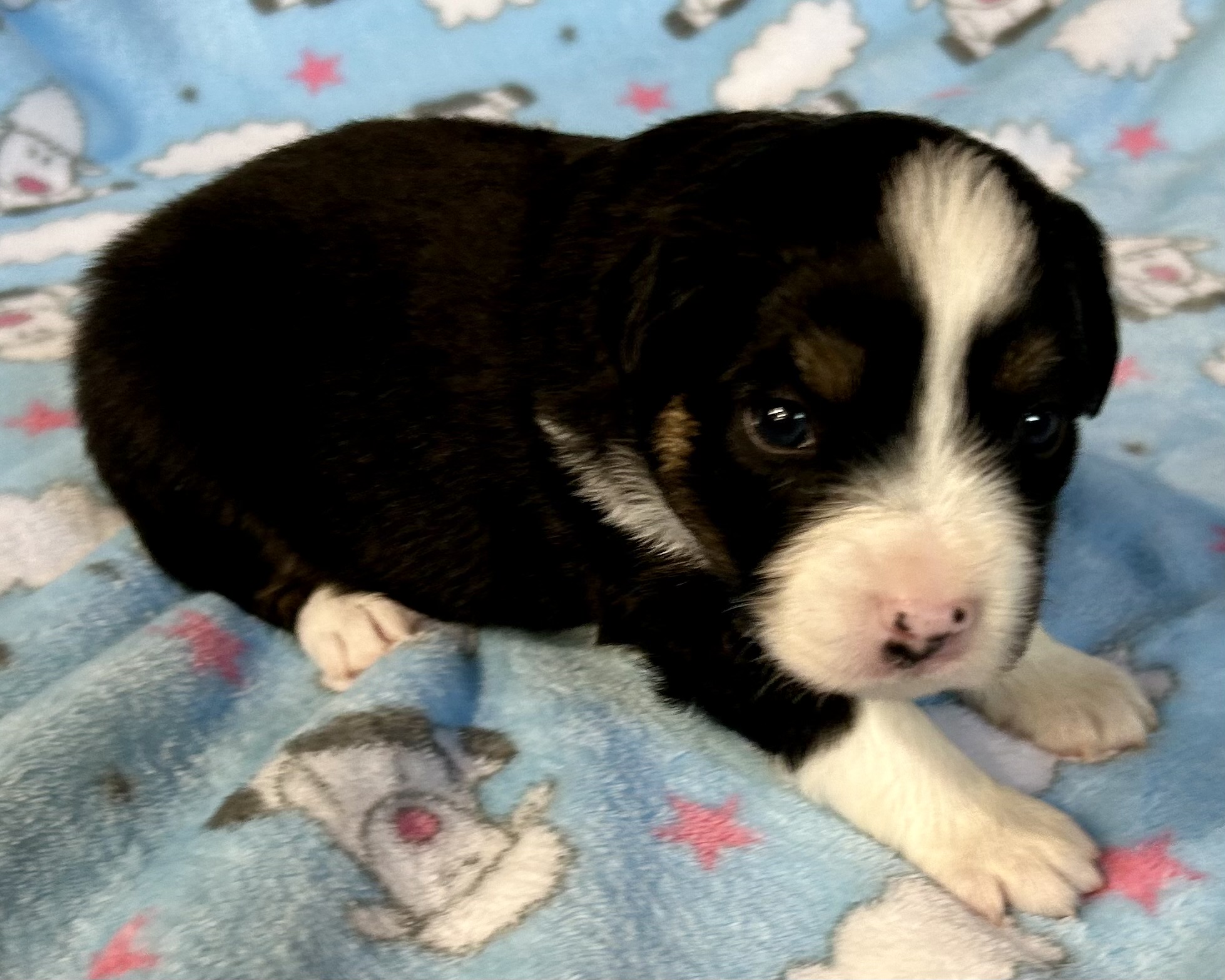 3 weeks old