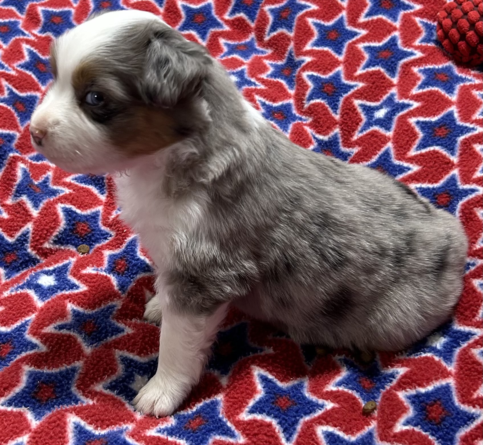 4 weeks old