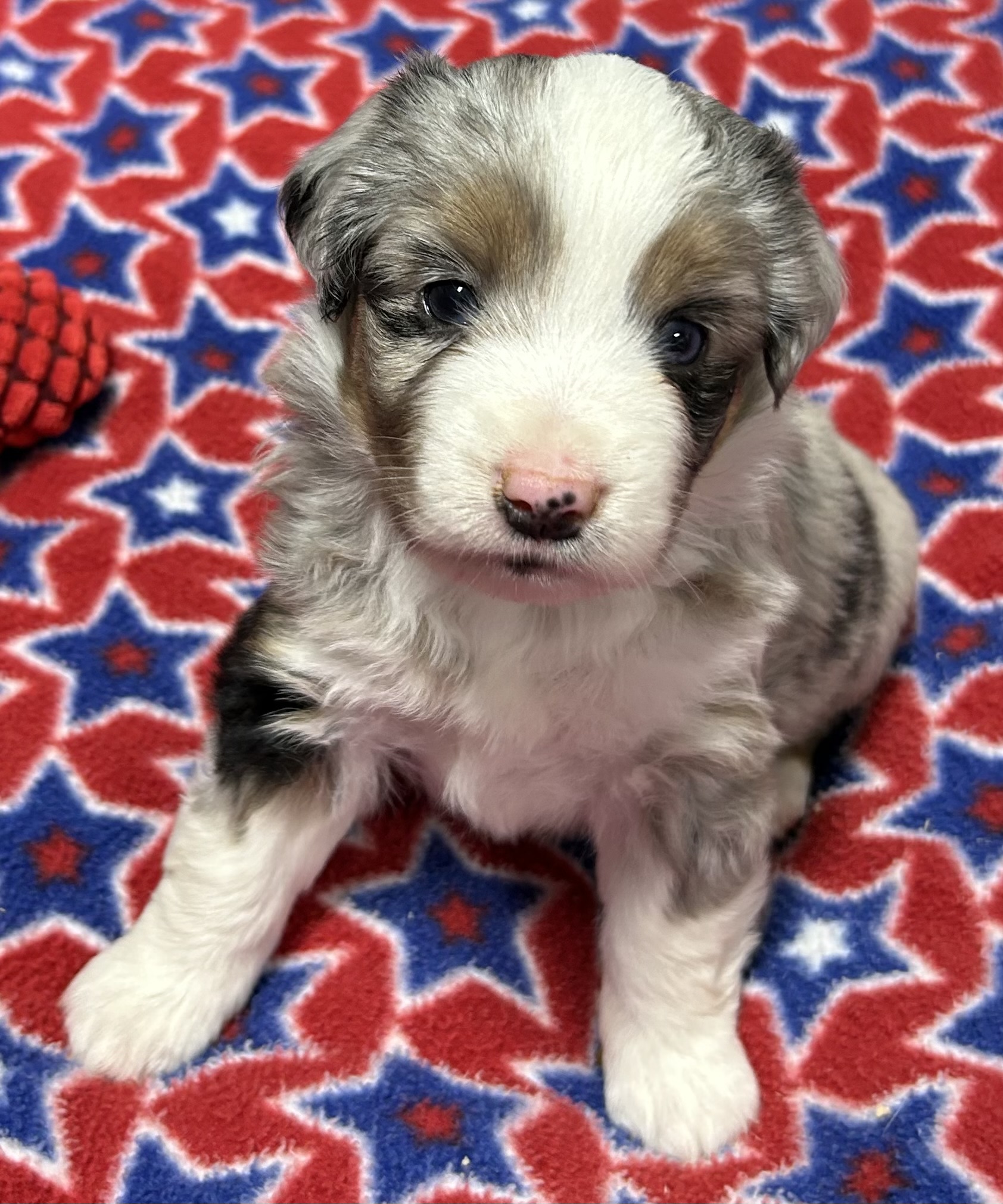 4 weeks old