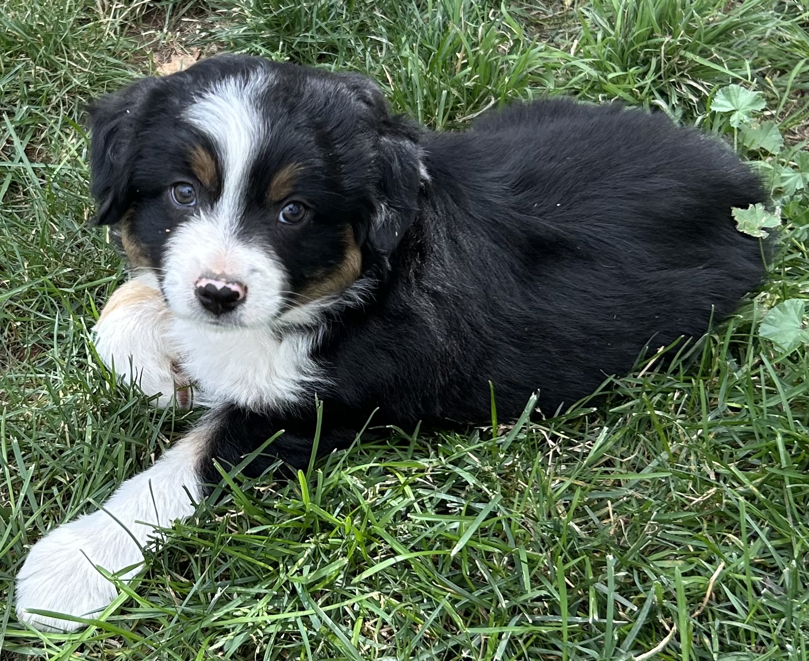 7 weeks