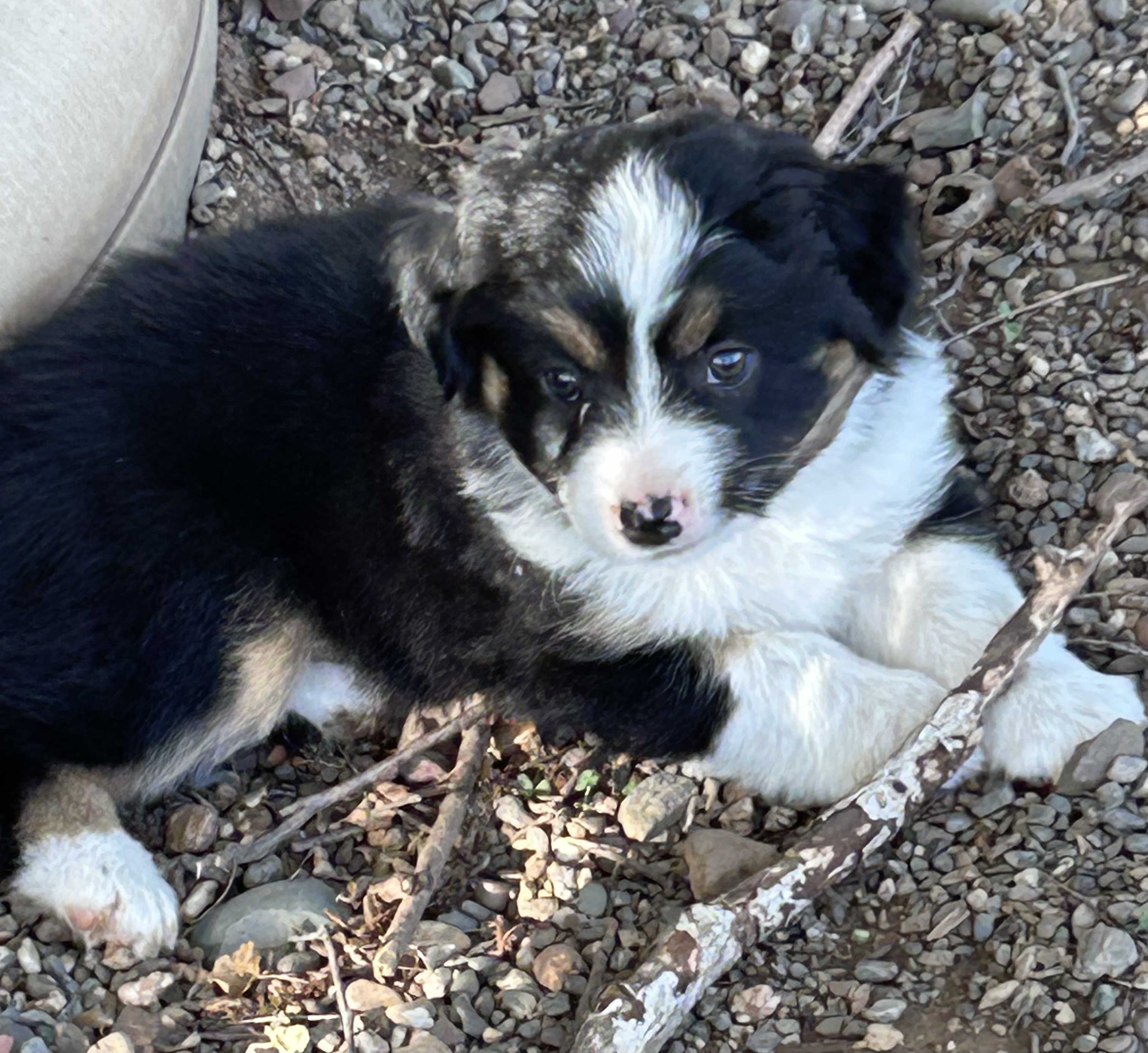 7 weeks