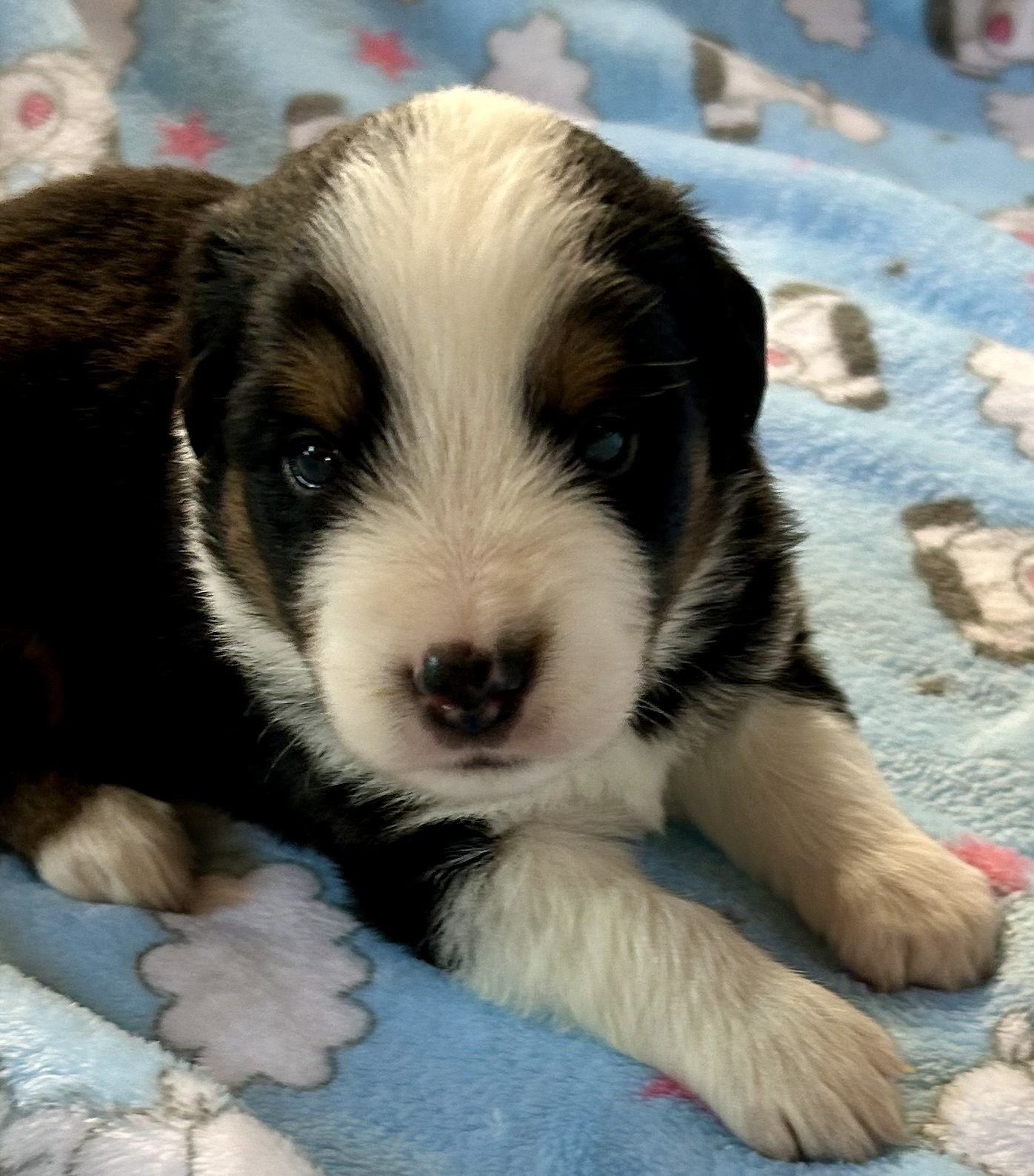 3 weeks old