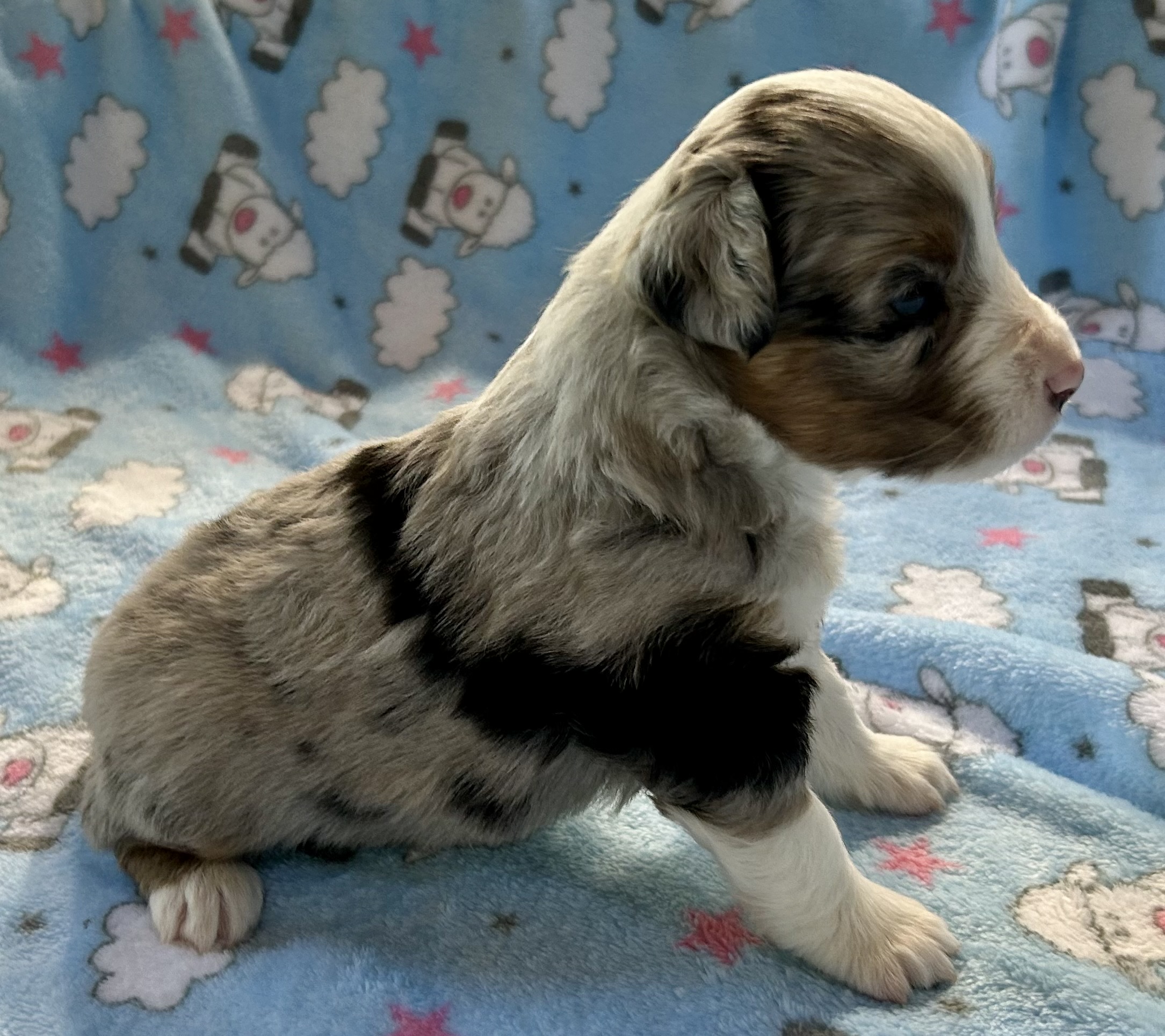 3 weeks old