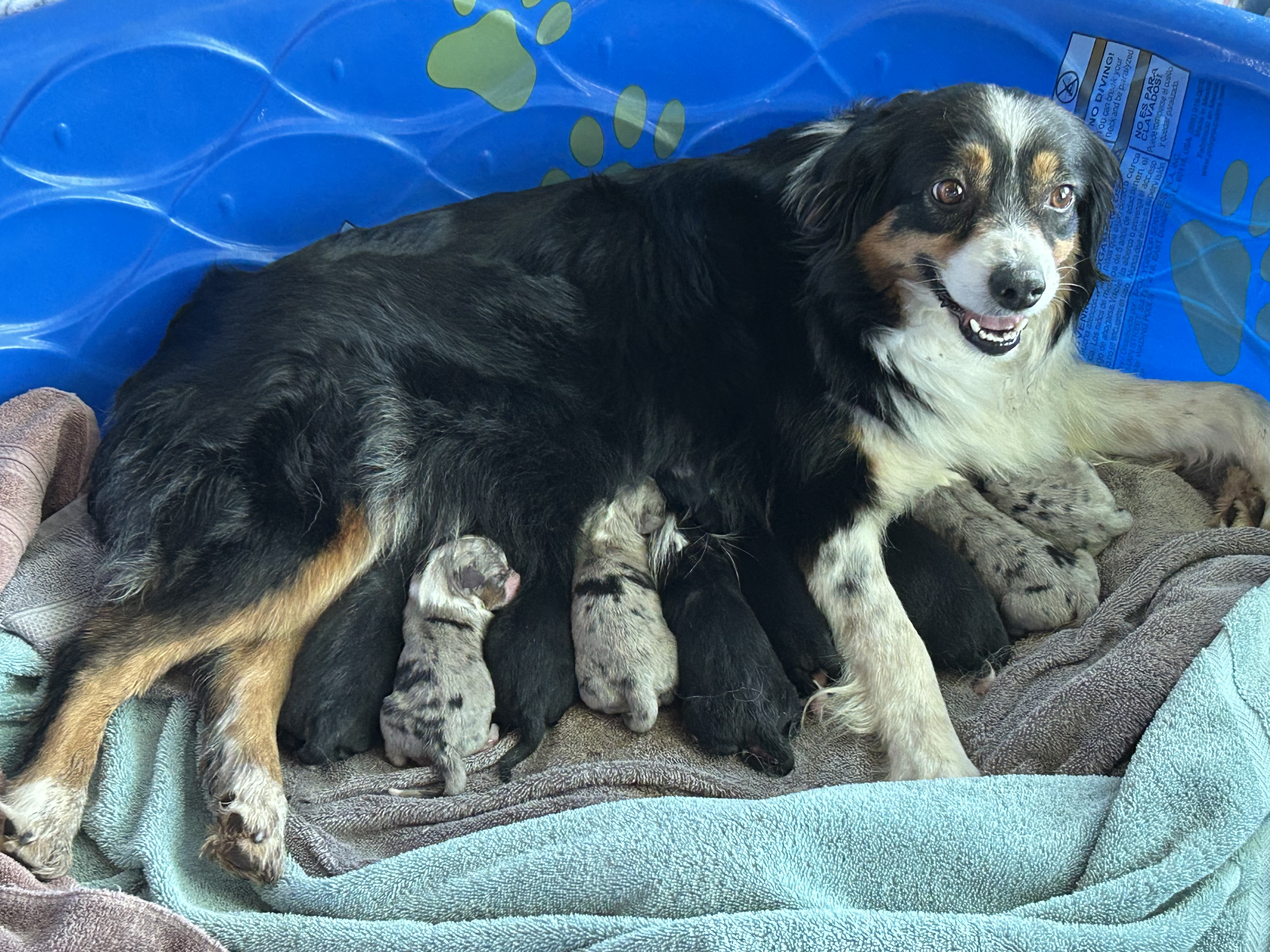 Just born. Good job Mama!
