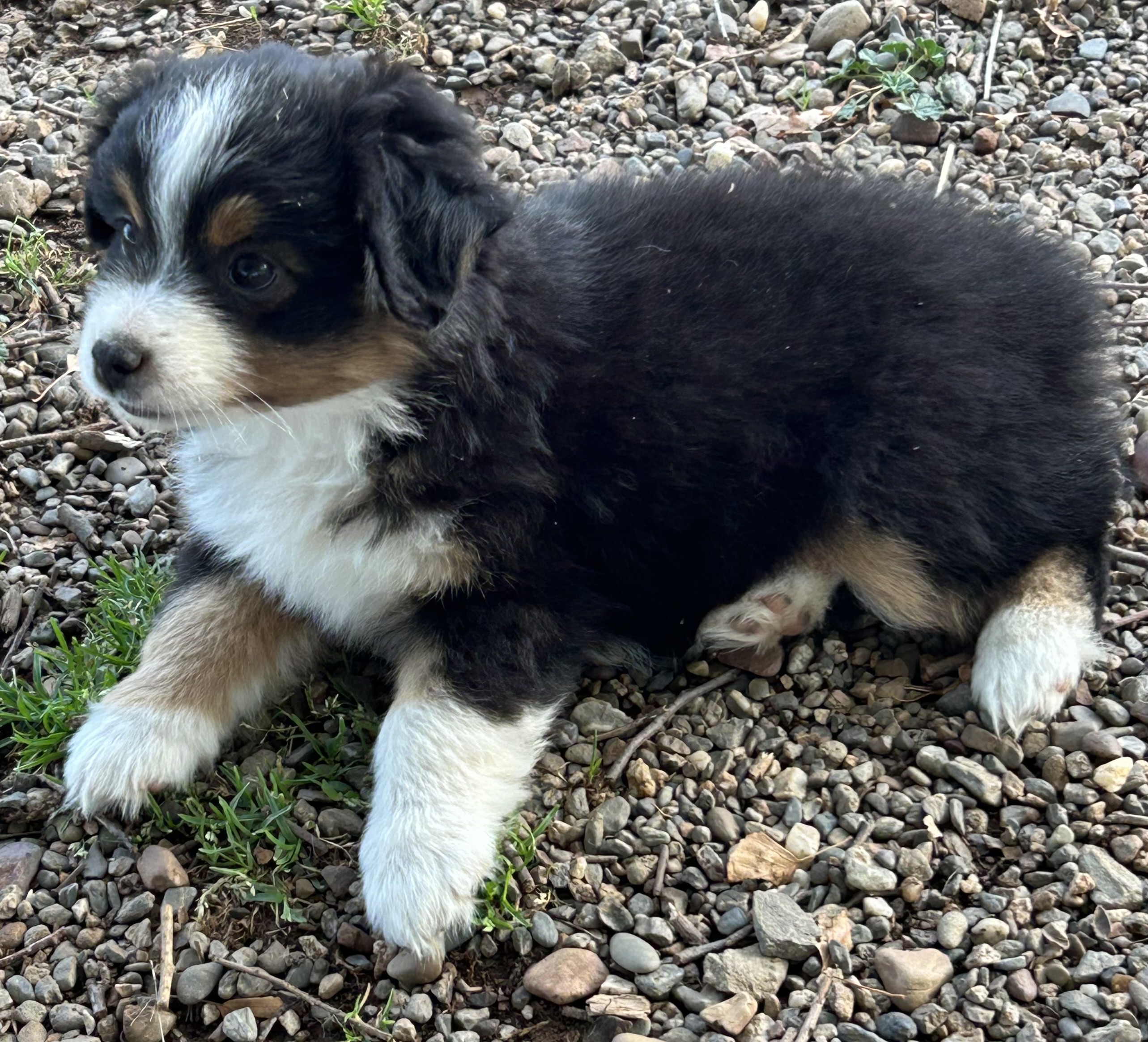 7 weeks