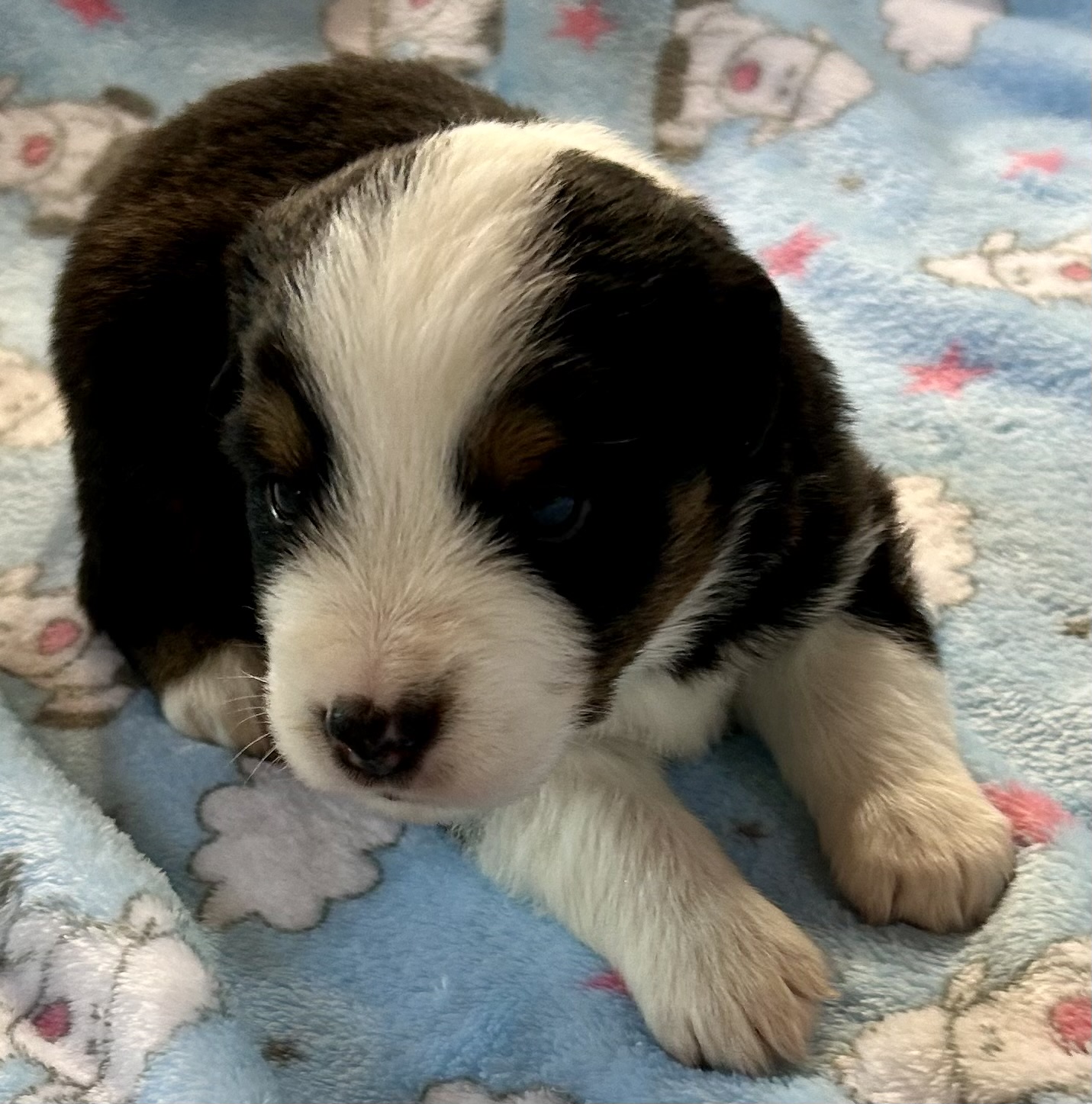 3 weeks old