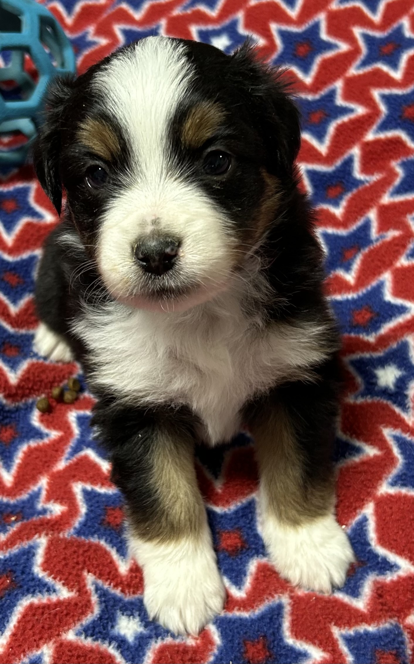 4 weeks old