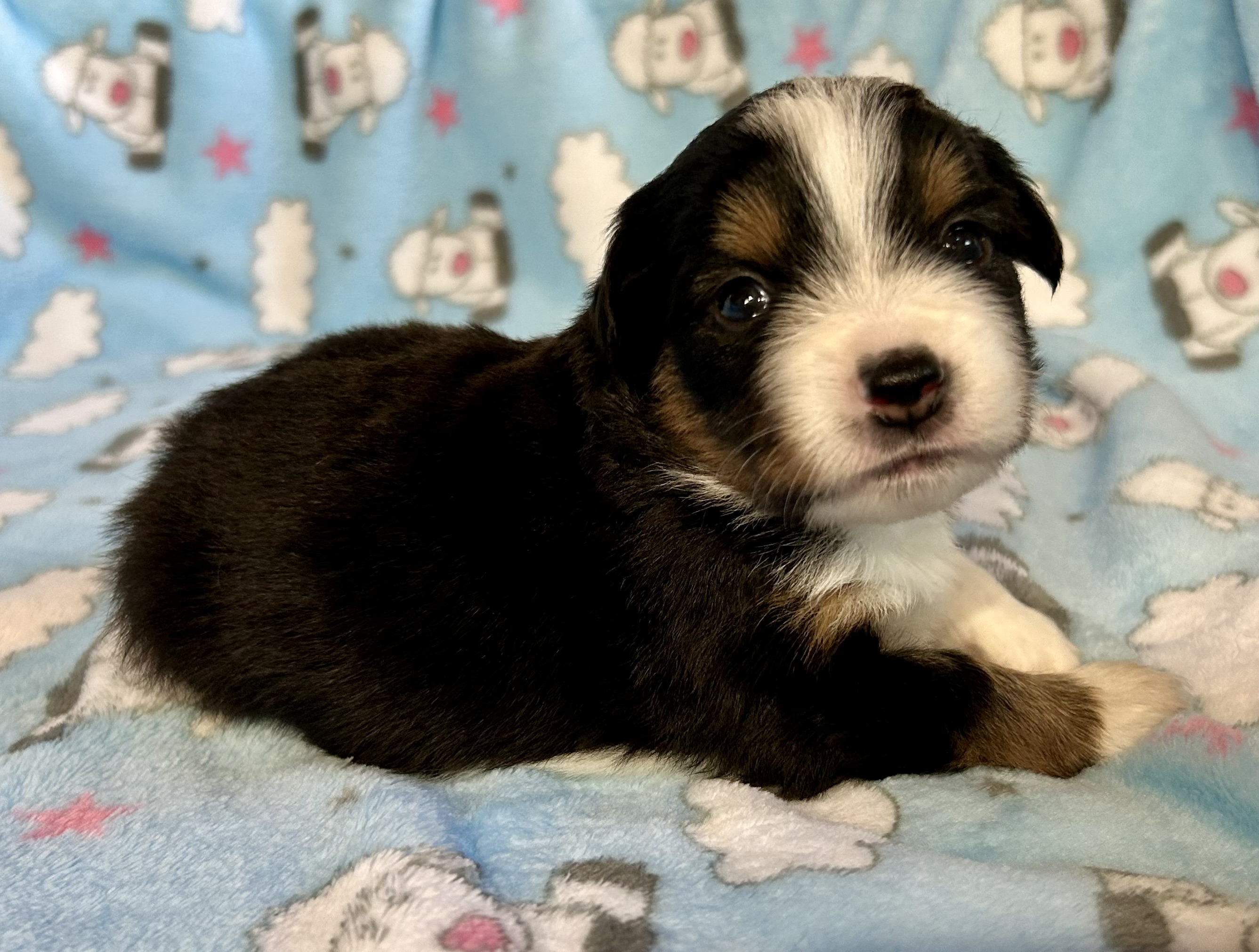 3 weeks old