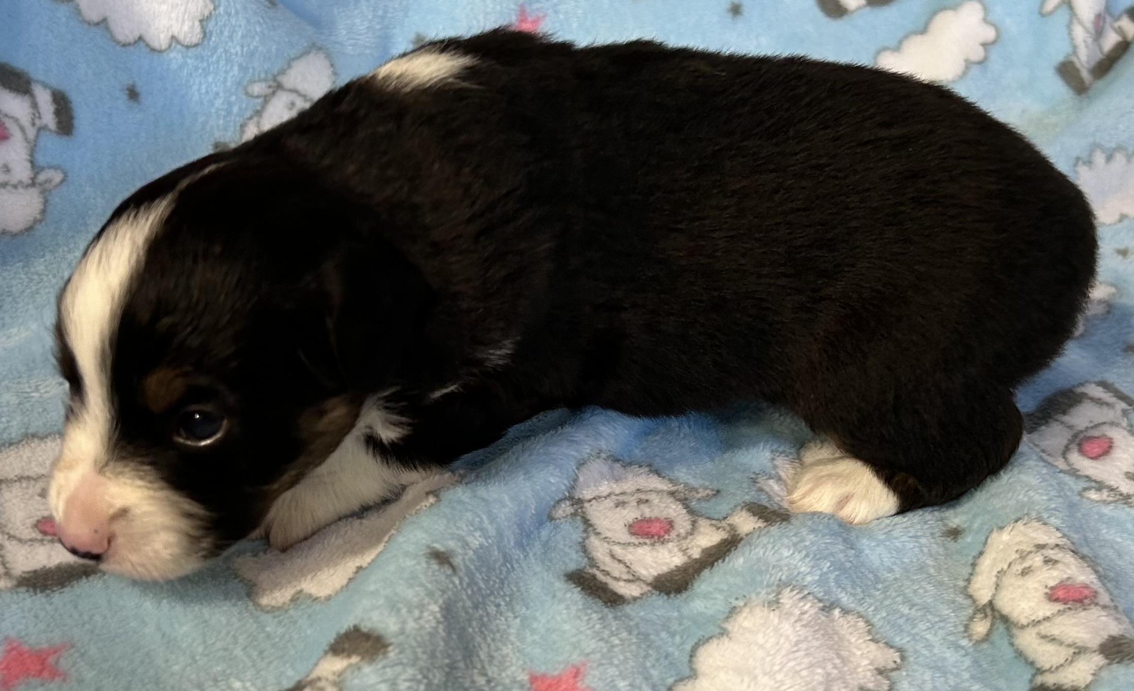 3 weeks old