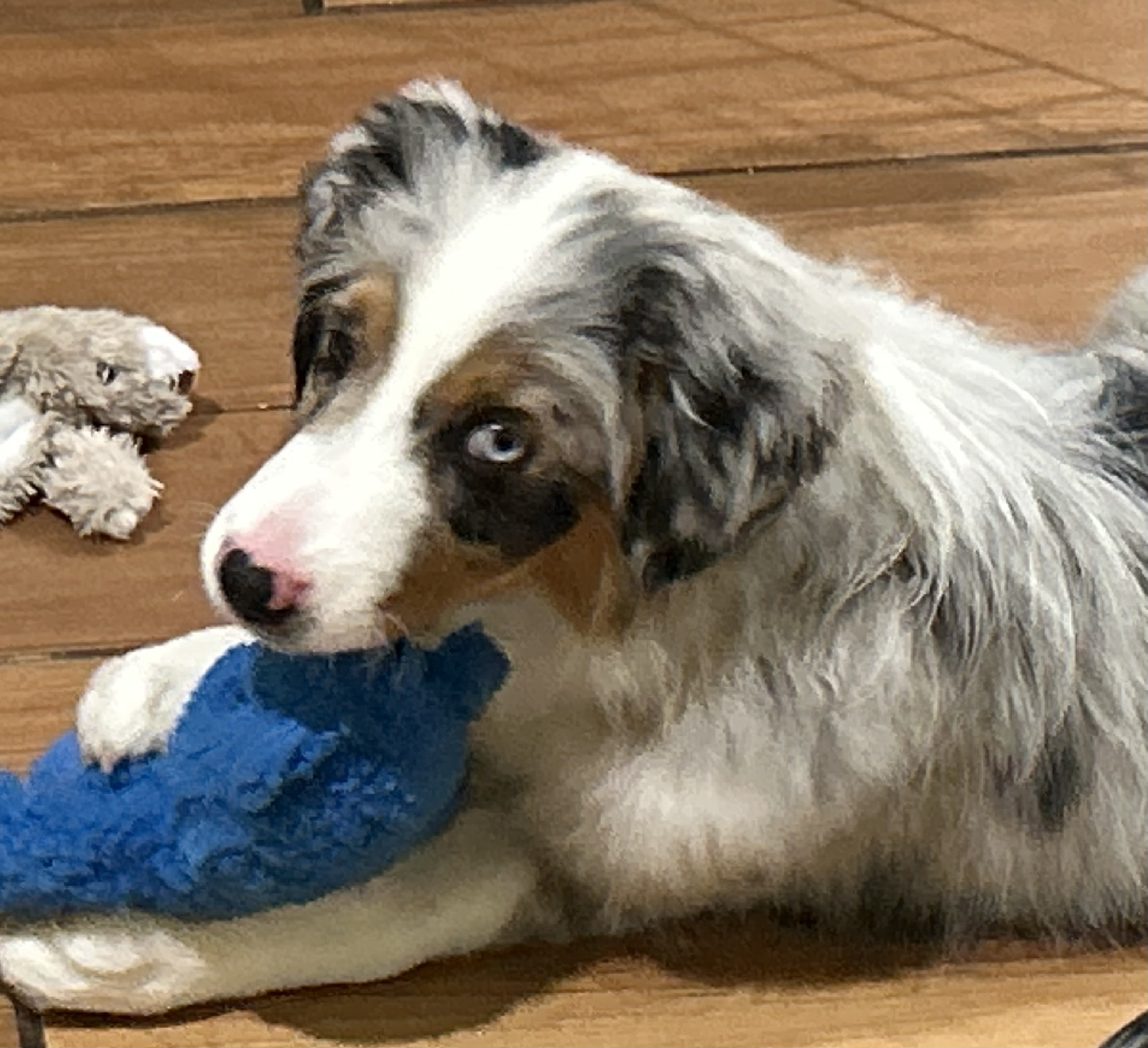 Georgi’s first dog show!