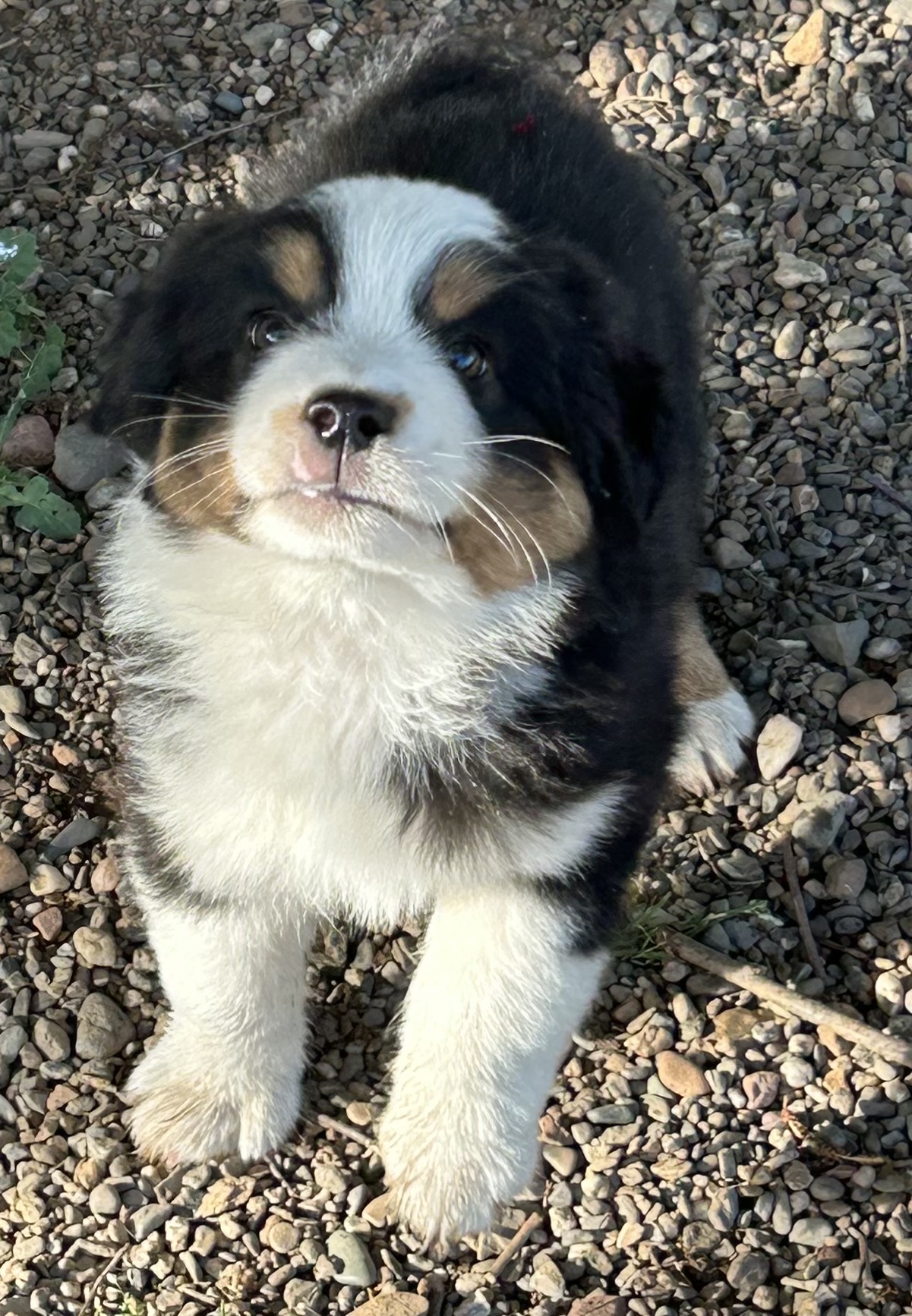 7 weeks