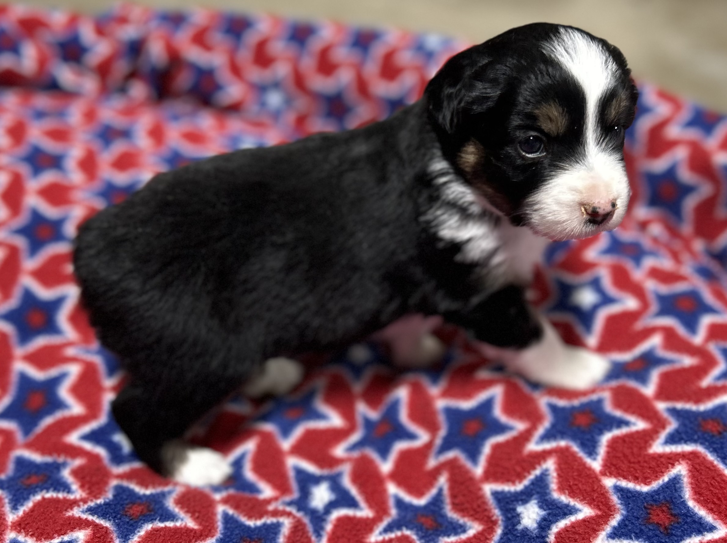 4 weeks old