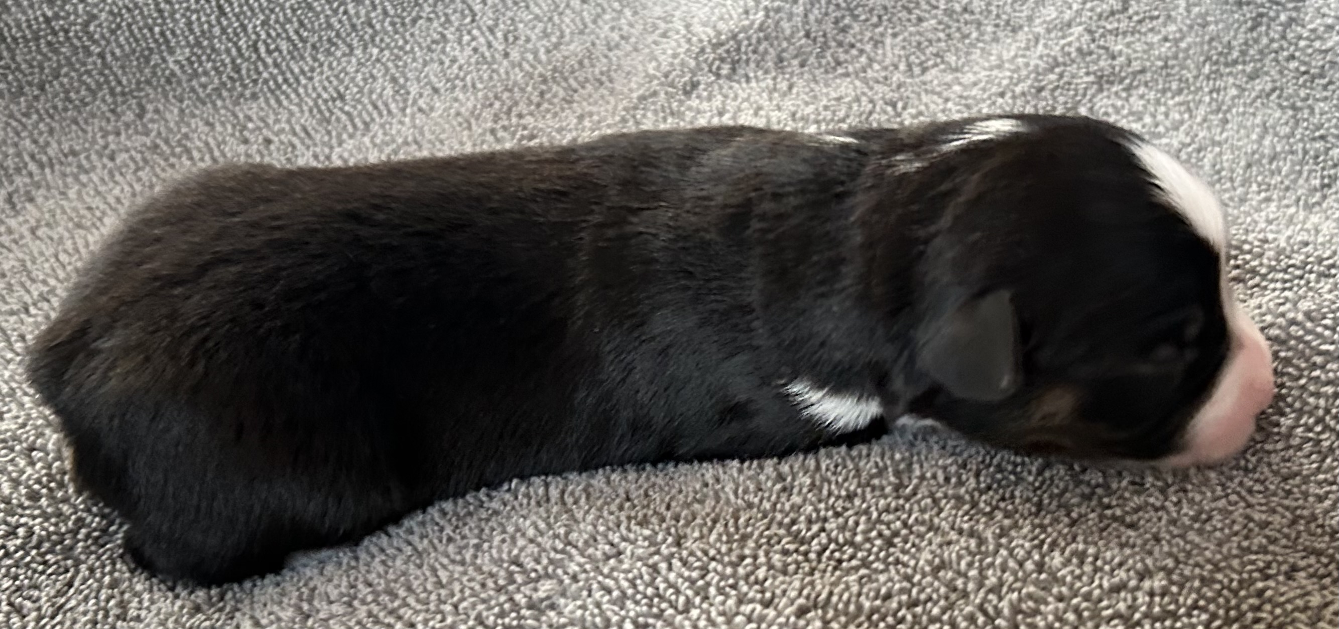 1 week old