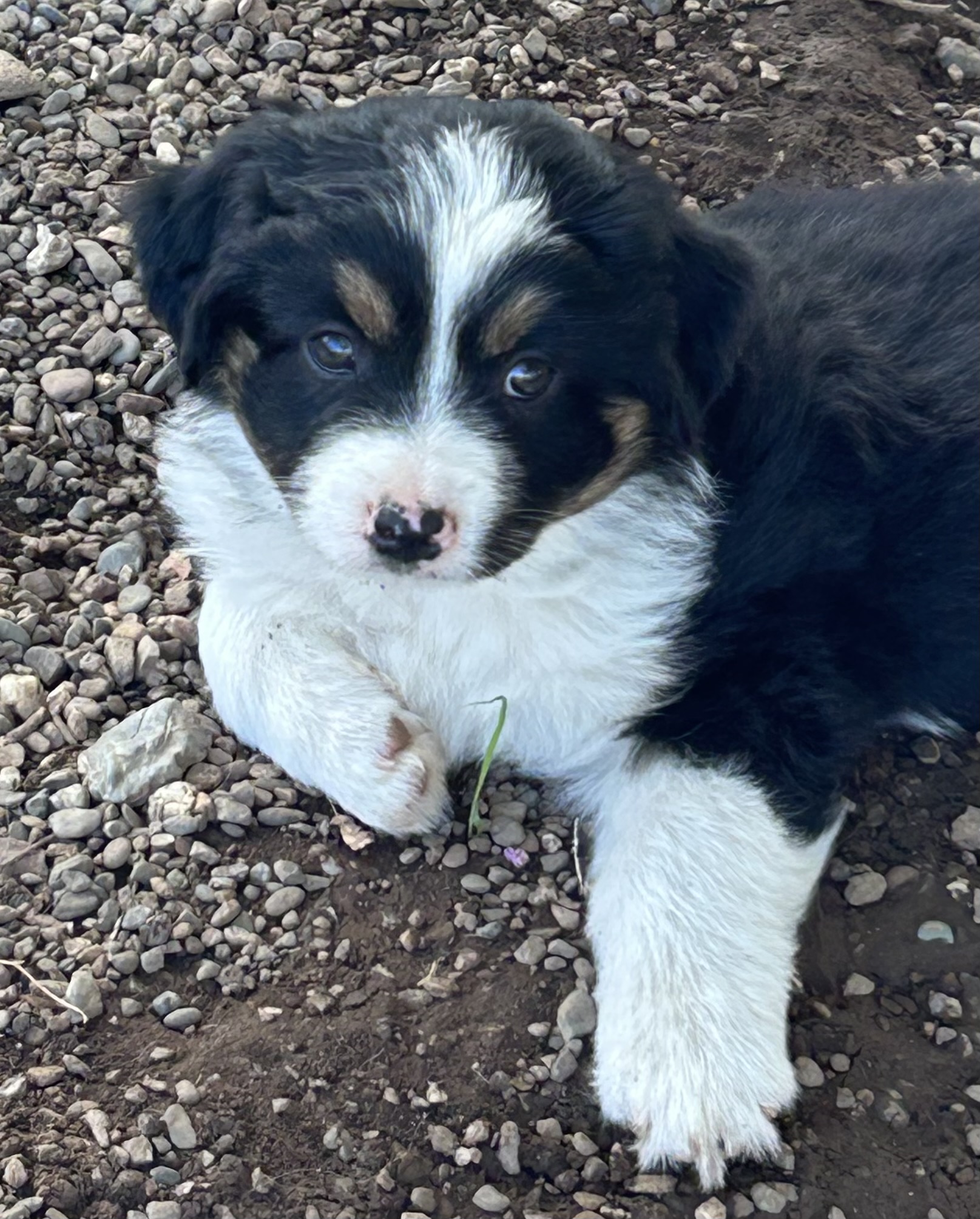 7 weeks